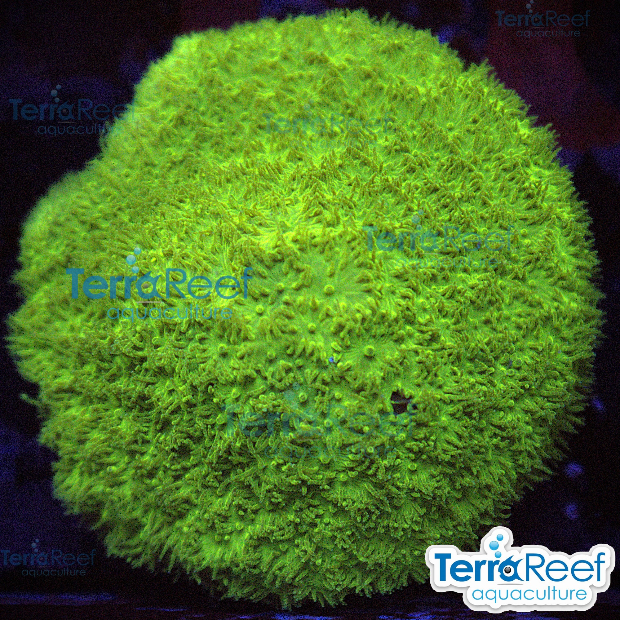 Green Psammocora Coral aquacultured WYSIWYG coral frag for reef tank