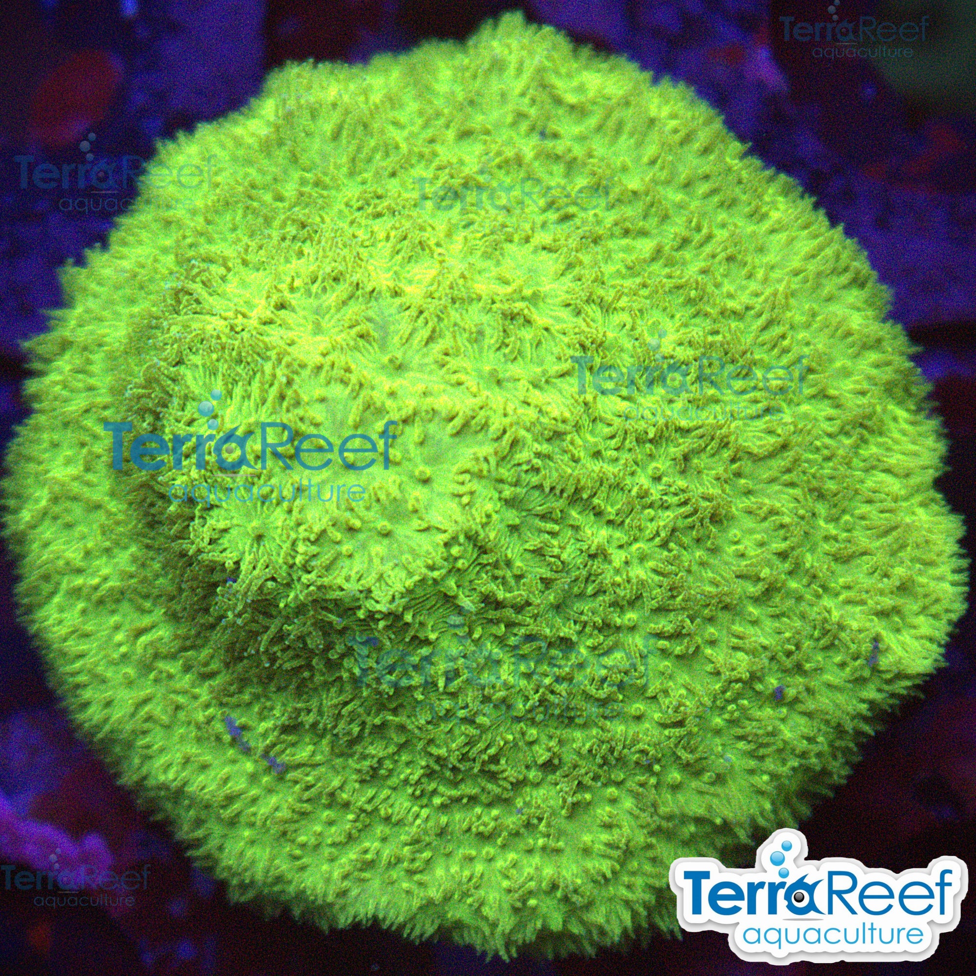 Green Psammocora Coral Frag WYSIWYG 14Right