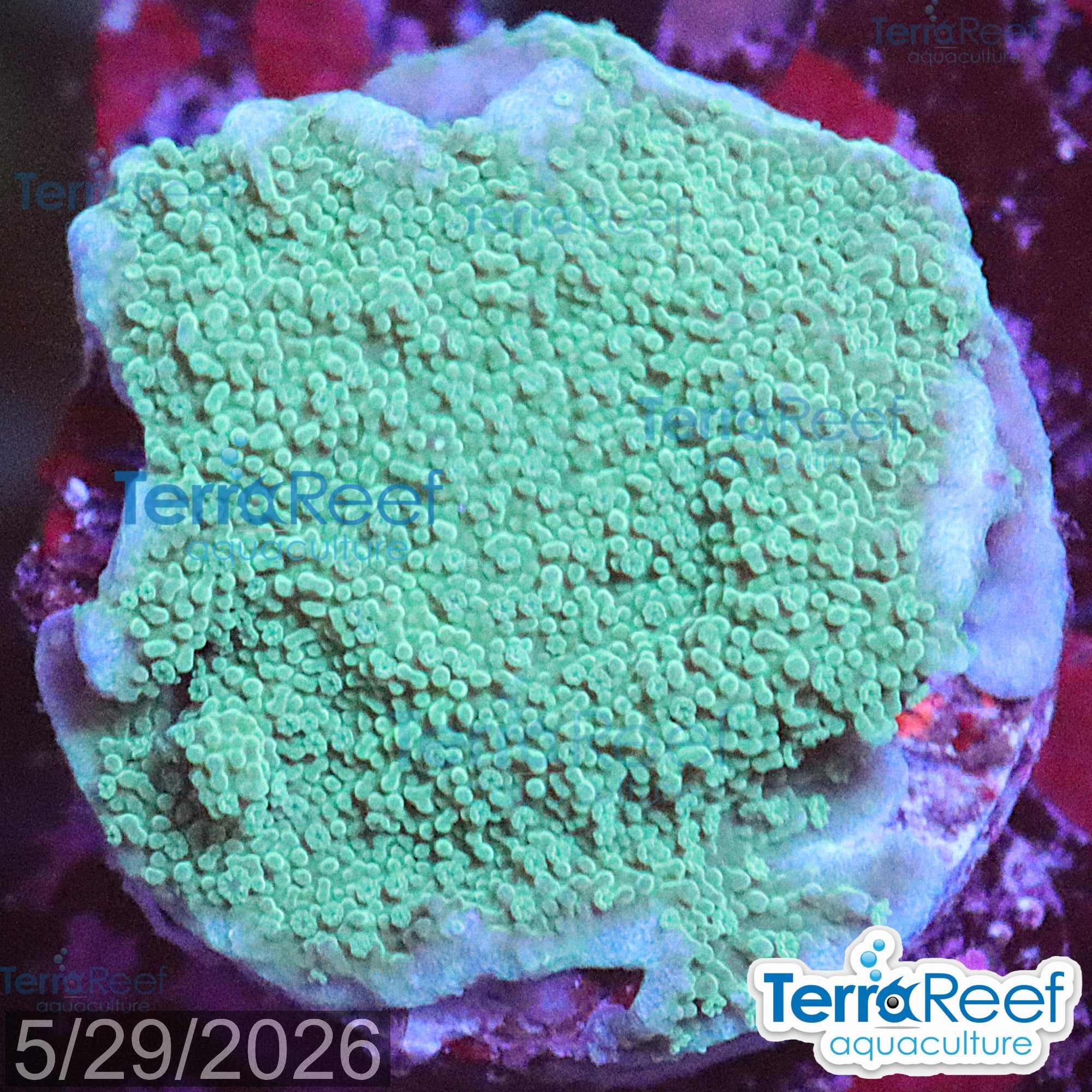 Aquacultured WYSIWYG Elkhorn Montipora coral frag for reef aquarium