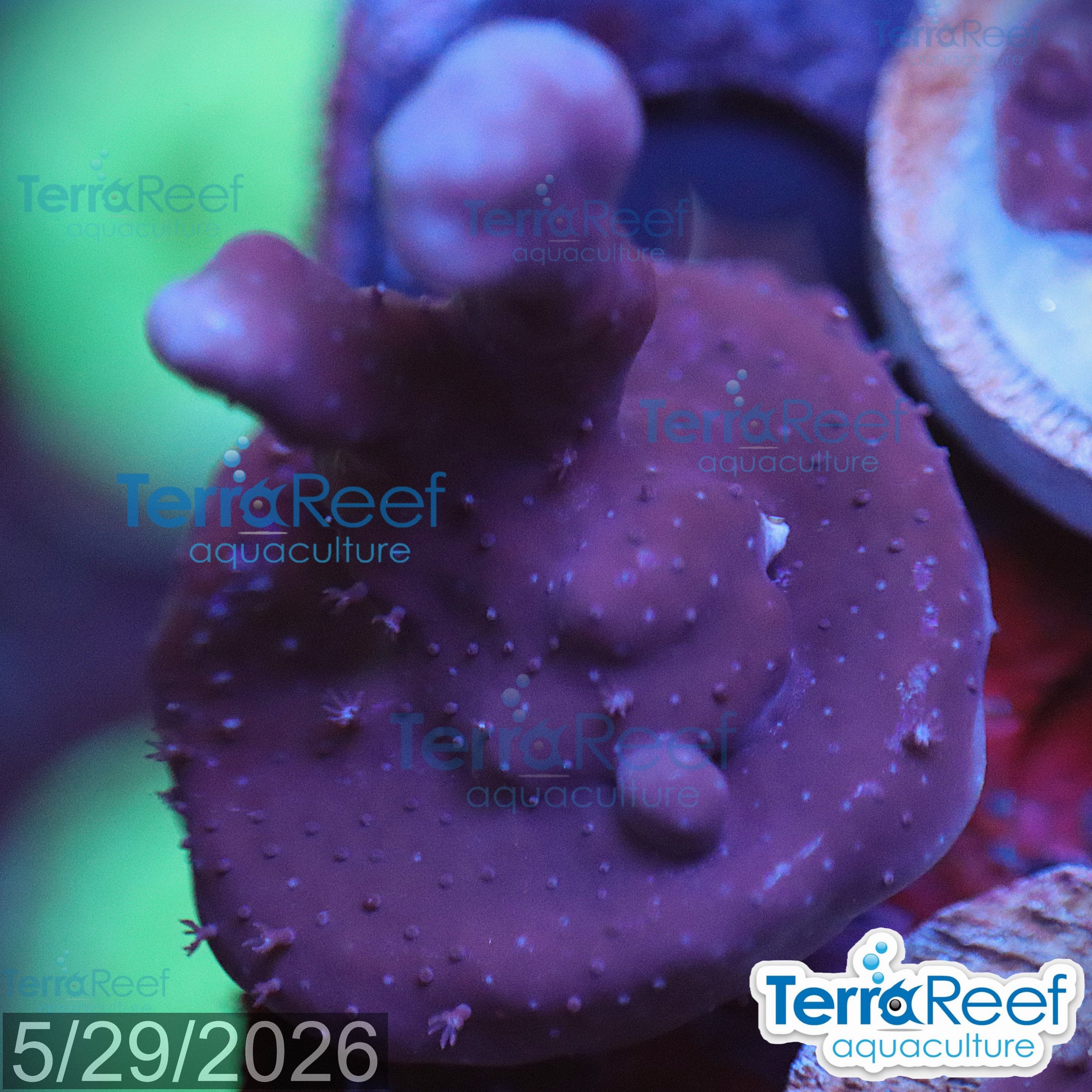 Blue Ridge aquacultured WYSIWYG coral frag for reef aquarium