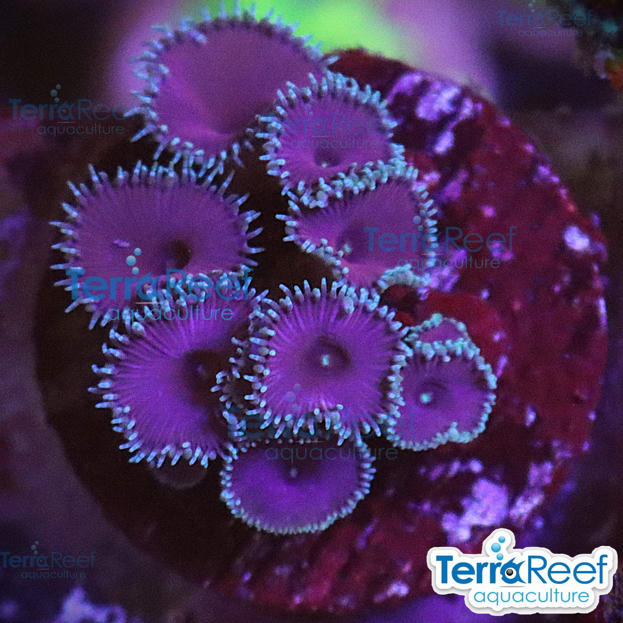 Purple Death Paly aquacultured WYSIWYG coral frag for reef aquarium