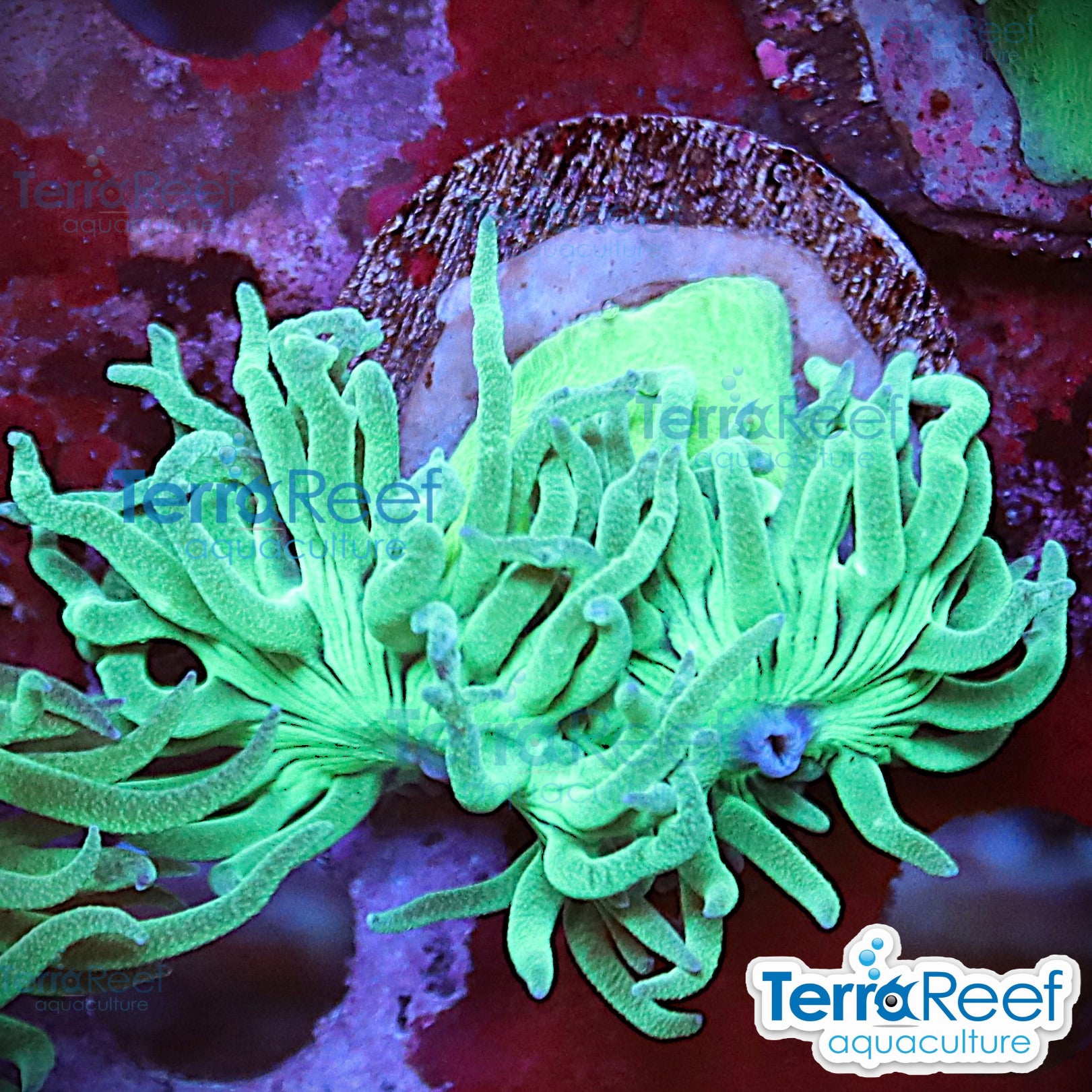 Duncan Coral Duncanopsammia QTed aquacultured WYSIWYG coral frag for reef aquarium