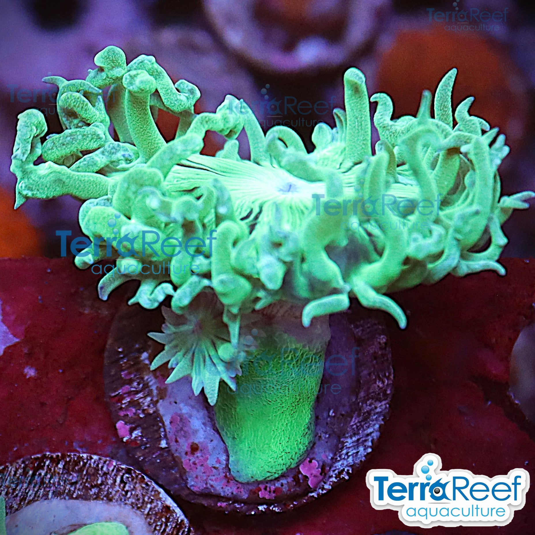 Duncan Coral Duncanopsammia QTed aquacultured WYSIWYG coral frag for reef aquarium