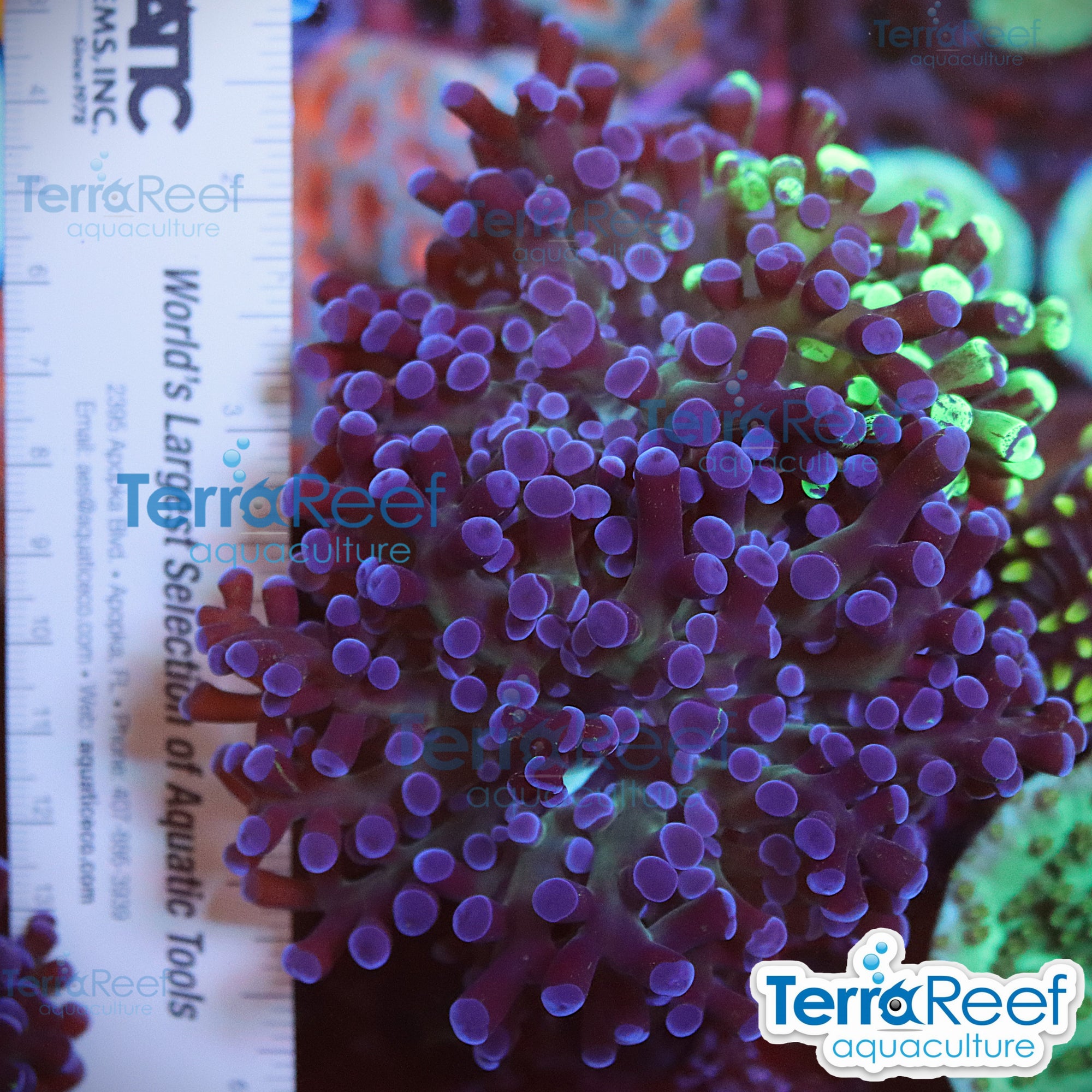 TerraReef Sweet Purple Frogspawn Coral aquacultured WYSIWYG coral frag for reef aquarium