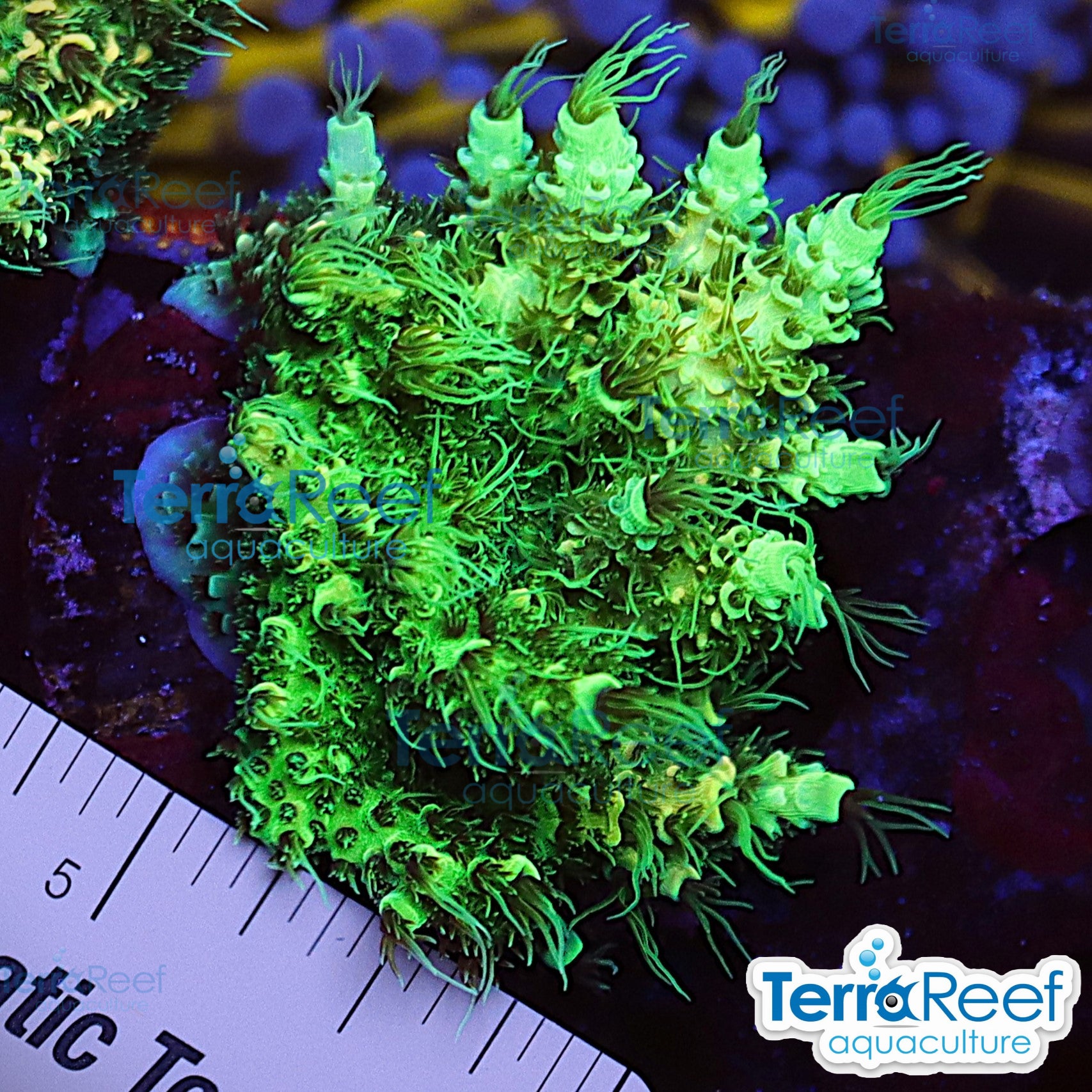 Frilly Green Acropora aquacultured coral frag for reef aquarium