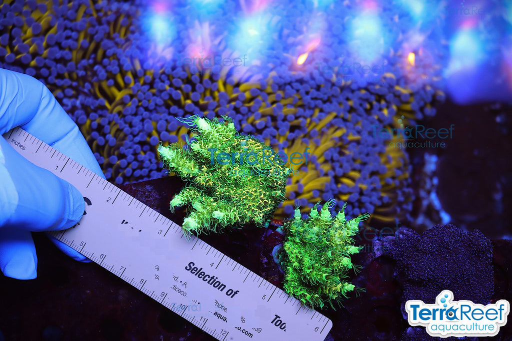 Frilly Green Acro Frag Stock