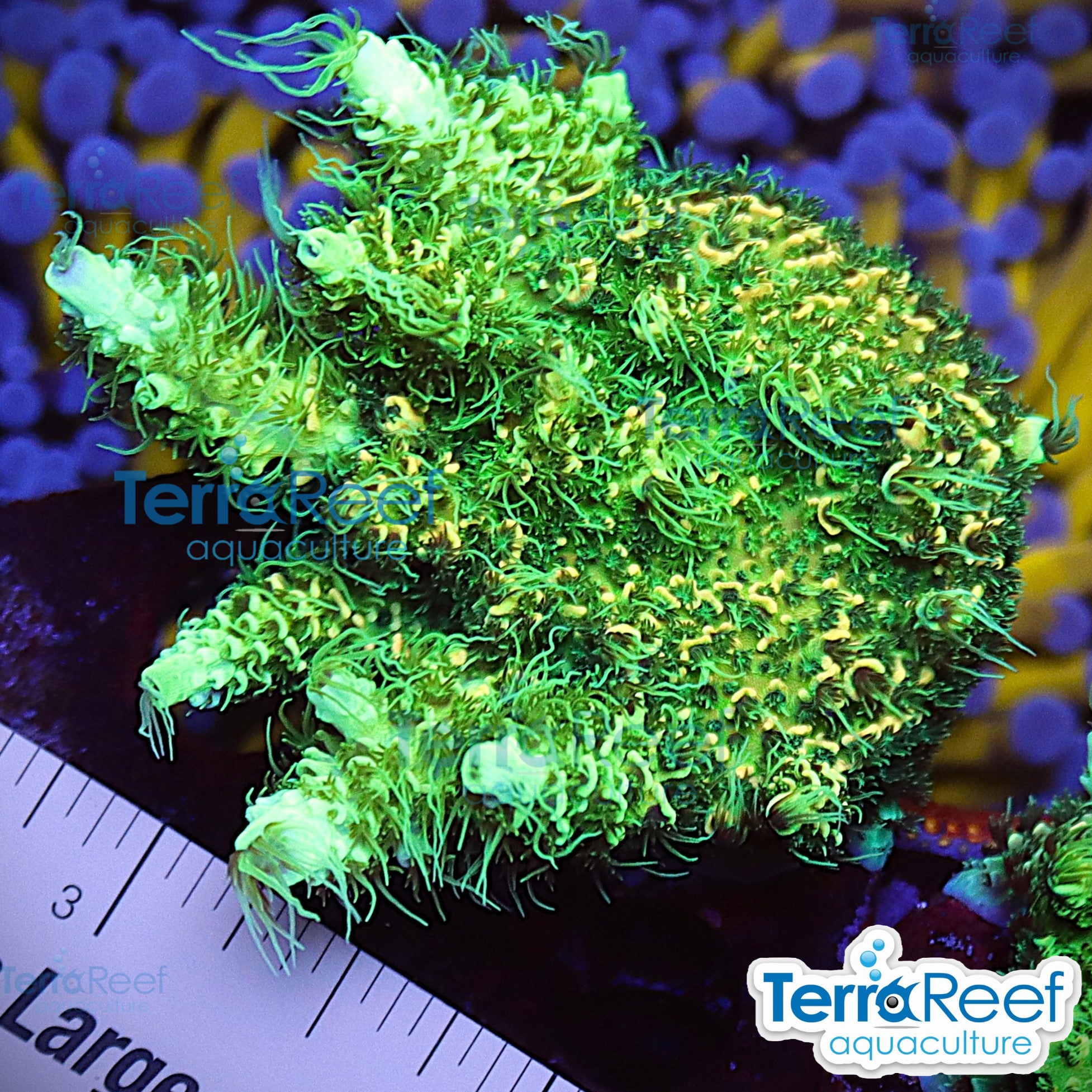 Frilly Green Acro coral frag showing full polyp extension in reef aquarium