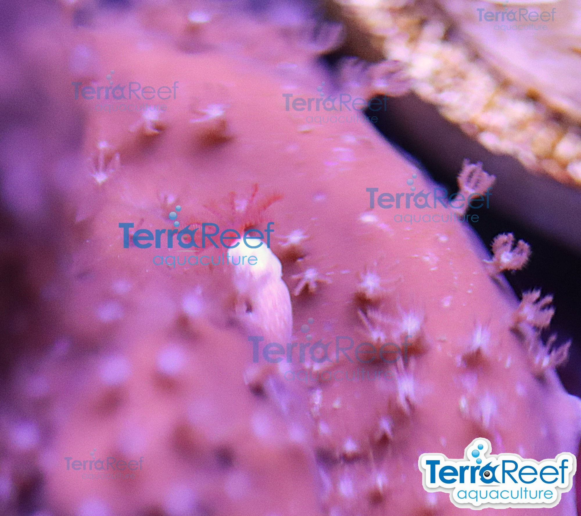 Blue ridge coral WYSIWYG Frag 15 with red feather duster, DO NOT DIP