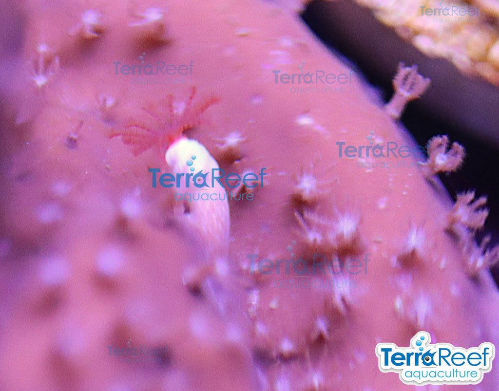 Blue ridge coral WYSIWYG Frag 15 with red feather duster, DO NOT DIP
