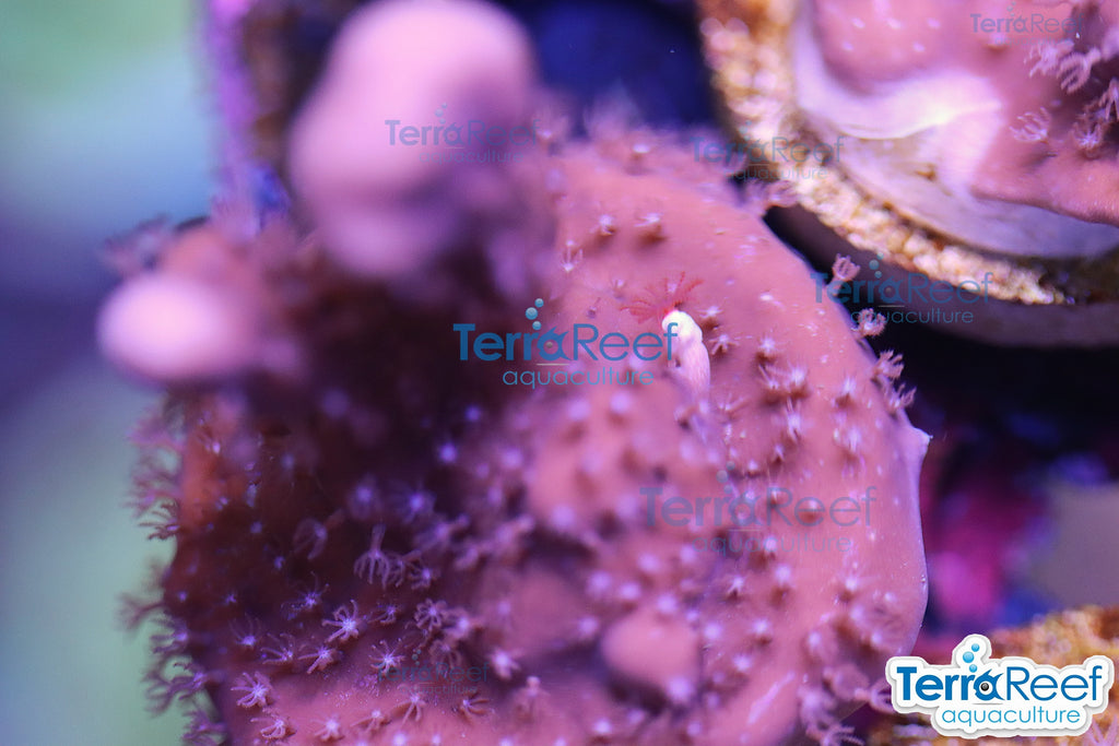 Blue ridge coral WYSIWYG Frag 15 with red feather duster, DO NOT DIP