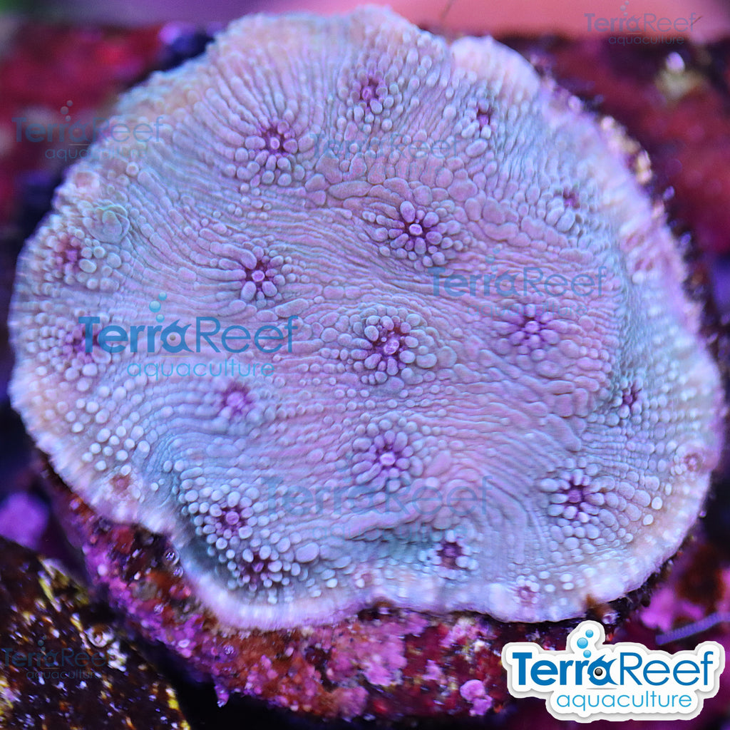 Blue Chalice (Echinopora sp.) WYSIWYG Frag 26