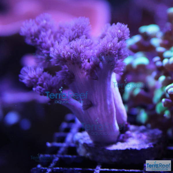 Colt Coral Soft Finger Leather Sinularia Frag Stock