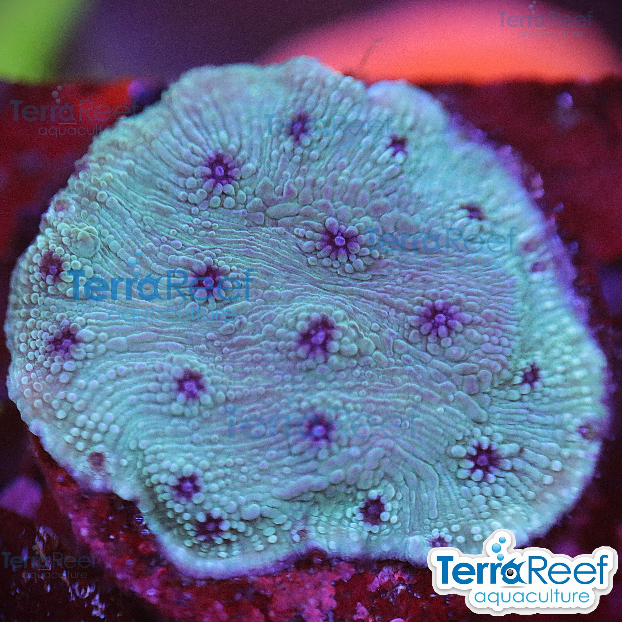 Blue Chalice (Echinopora sp.) WYSIWYG Frag 26