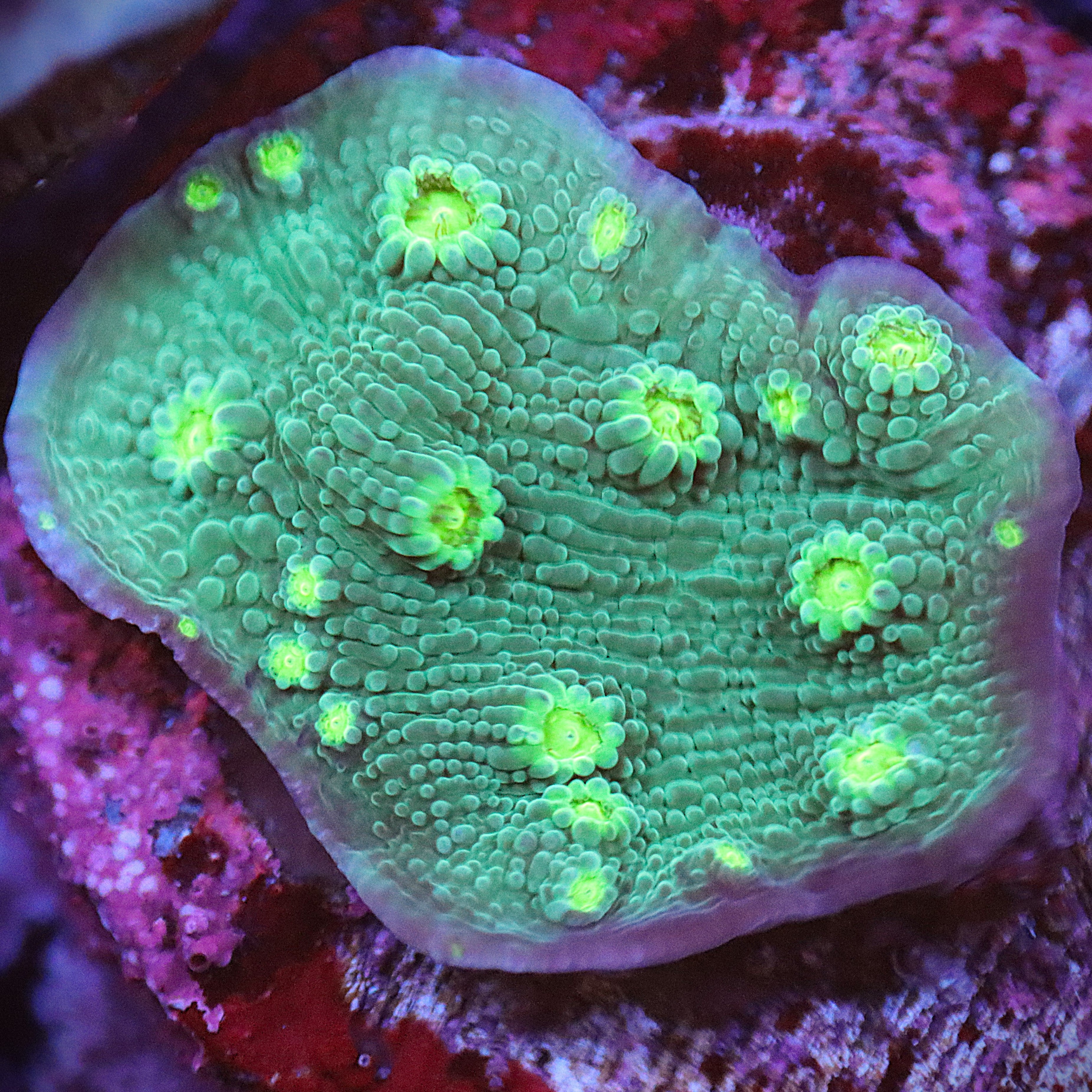 WYSIWYG Sprung Stunner Chalice Frag | Live Quarantined Coral