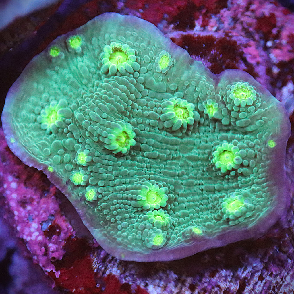 Sprung Stunner Chalice (Echinopora sp.) WYSIWYG Frag 24Right