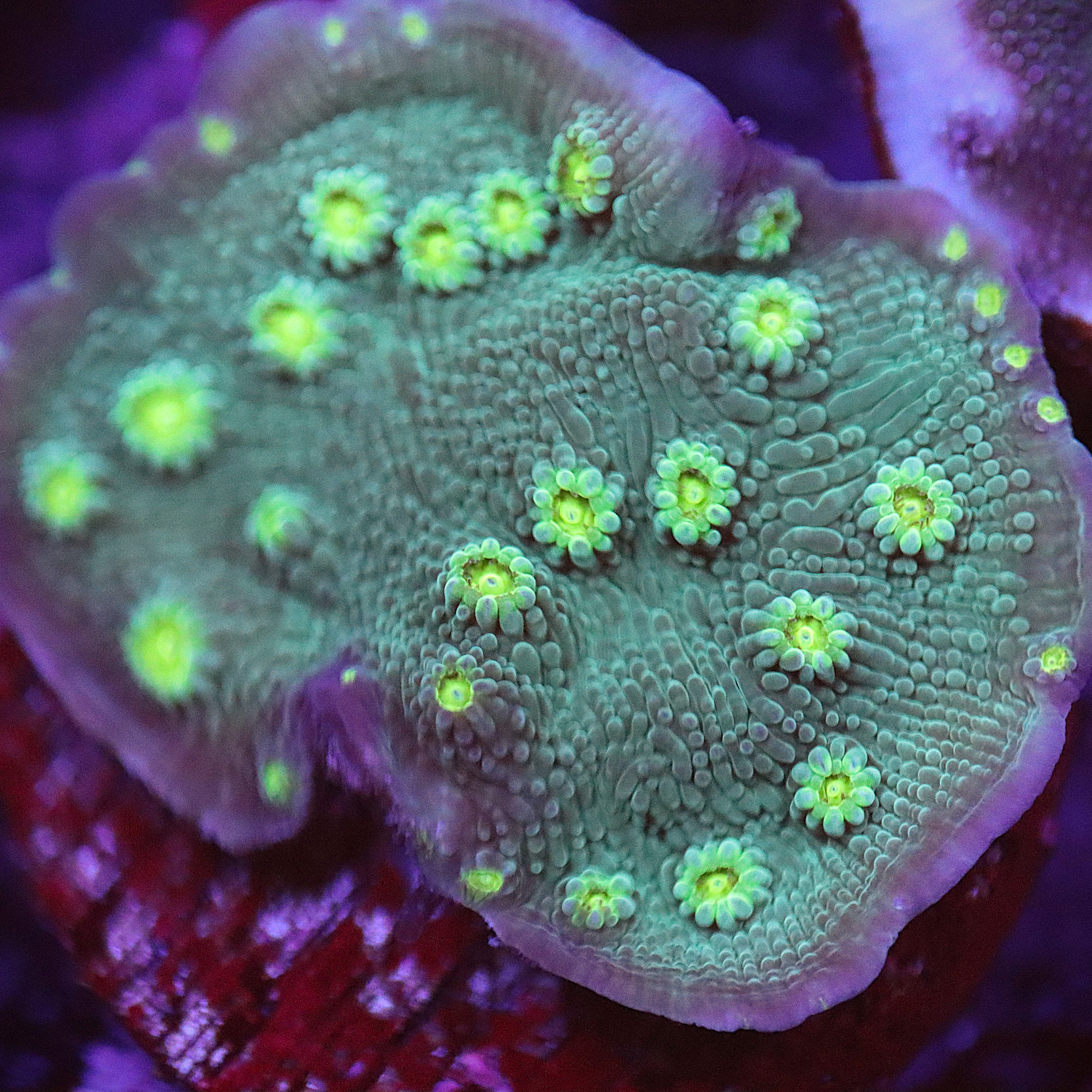 Sprung Stunner Chalice (Echinopora sp.) WYSIWYG Frag 25Left