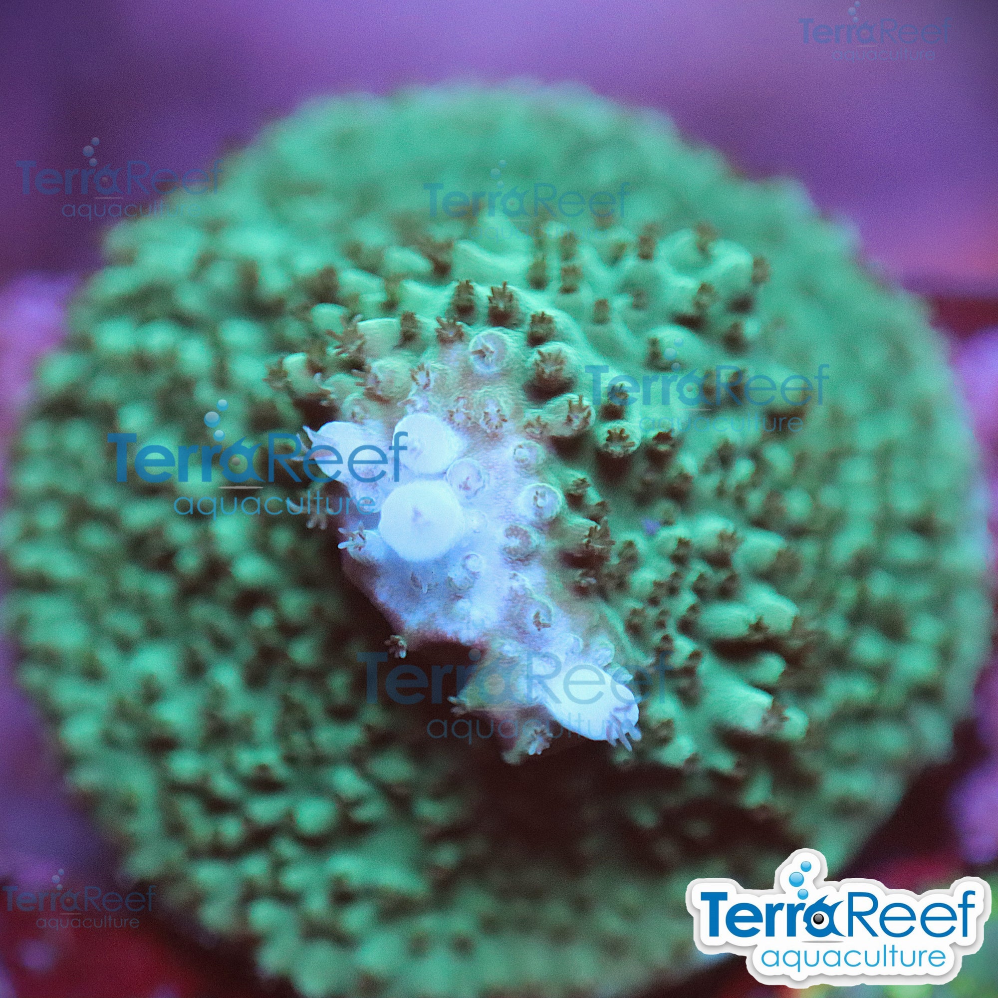 Blue tip Acropora WYSIWYG Frag 21
