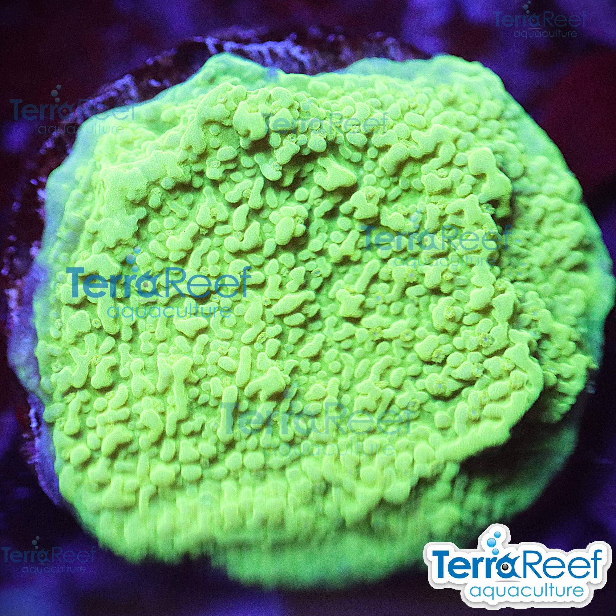 Green Montipora capricornis aquacultured WYSIWYG coral frag for reef aquarium