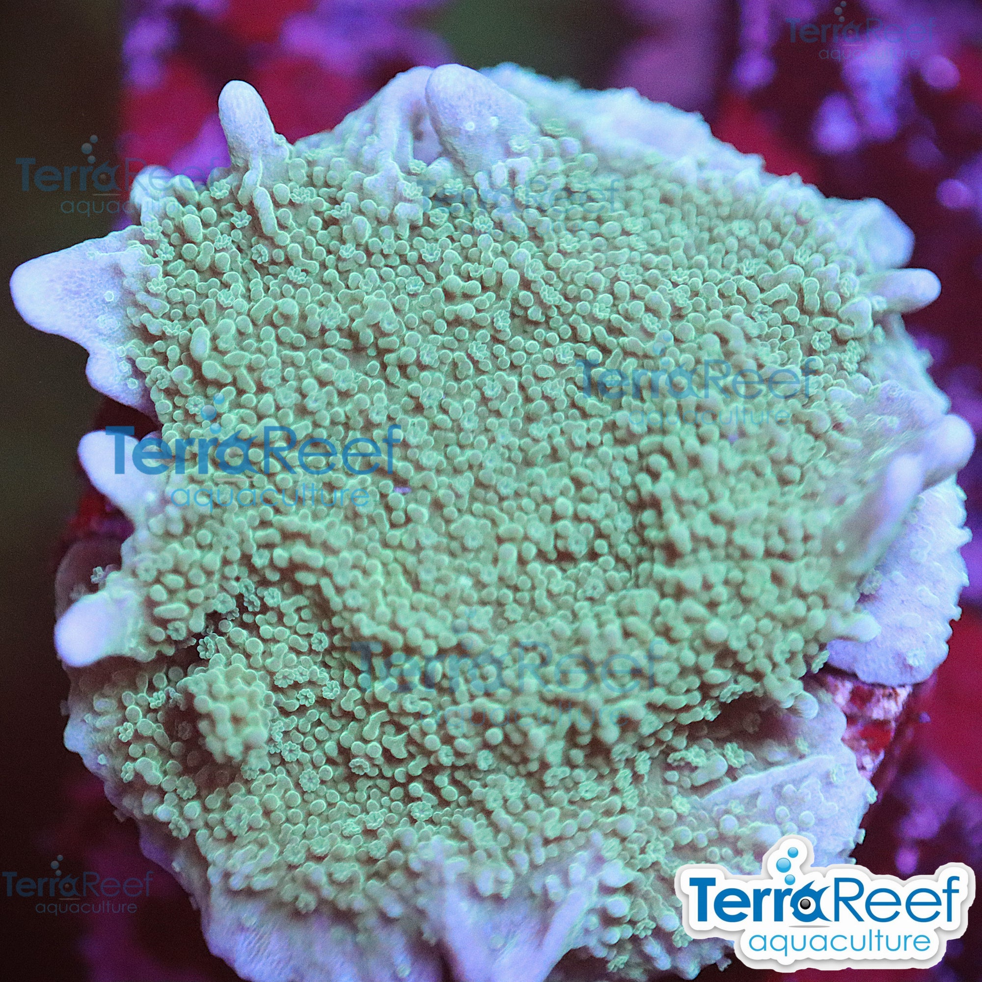 Elkhorn Montipora Frag WYSIWYG 19