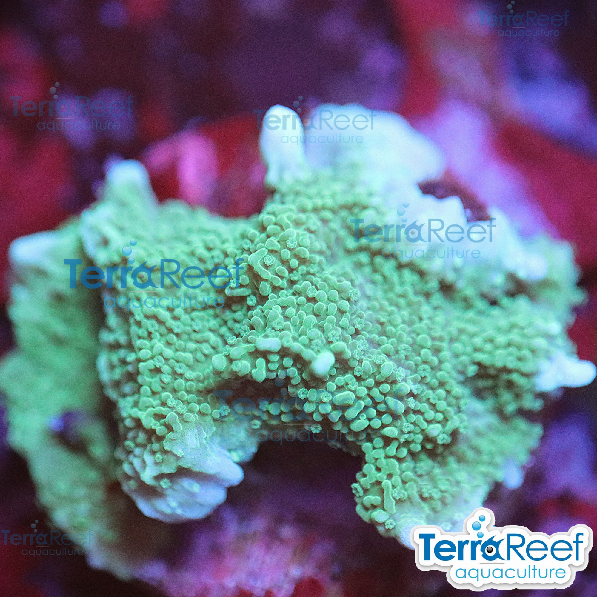 Aquacultured WYSIWYG Elkhorn Montipora coral frag for reef aquarium