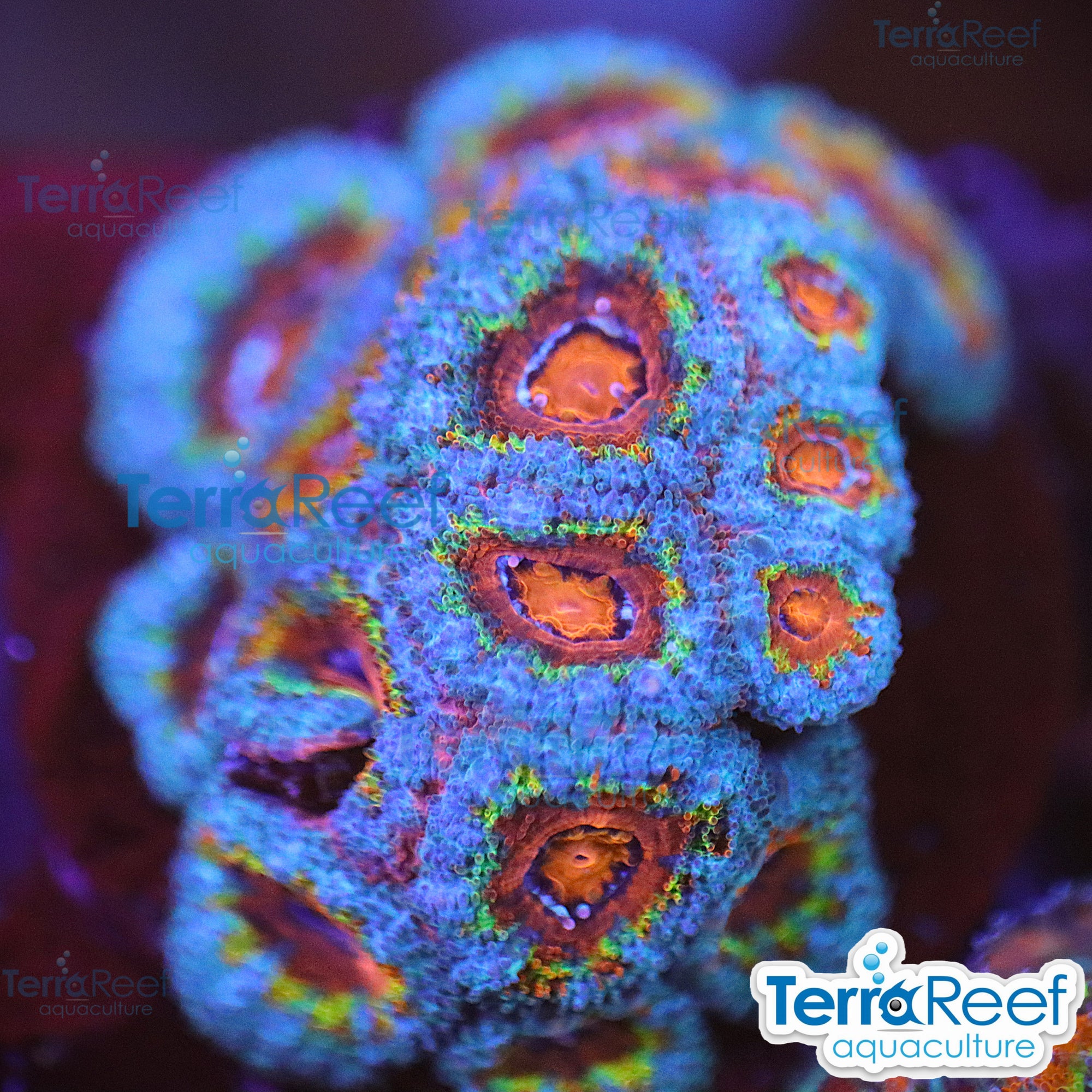 Rainbow Red Micromussa "Acan lord" Frag WYSIWYG Frag 44Right