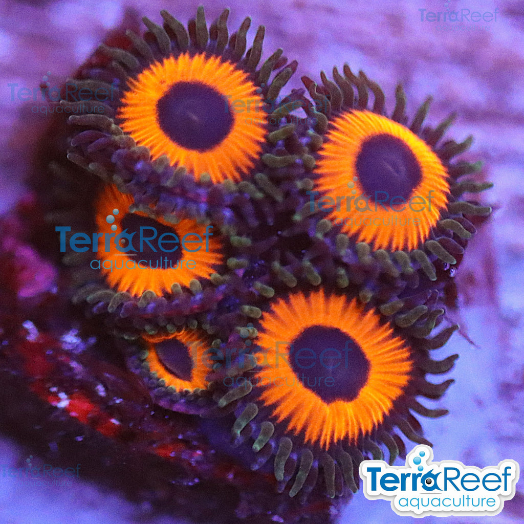 Red Zoanthids aquacultured WYSIWYG coral frag for reef aquarium