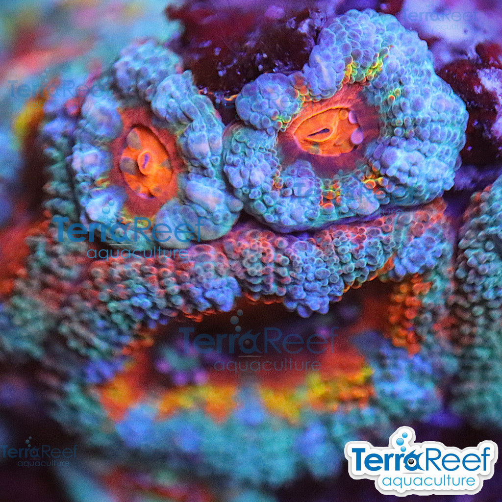 Rainbow Red Micromussa "Acan lord" Frag WYSIWYG Frag 46Moody