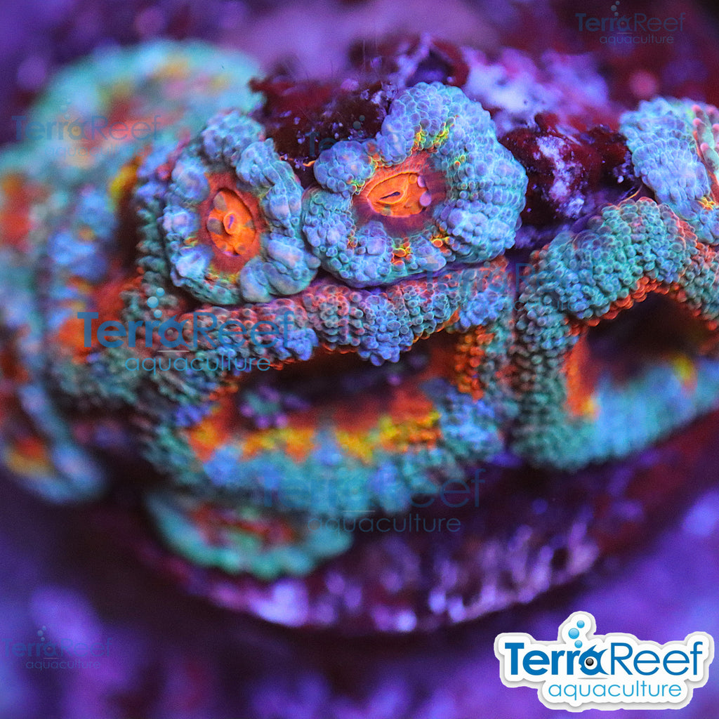 Rainbow Red Micromussa "Acan lord" Frag WYSIWYG Frag 46Moody