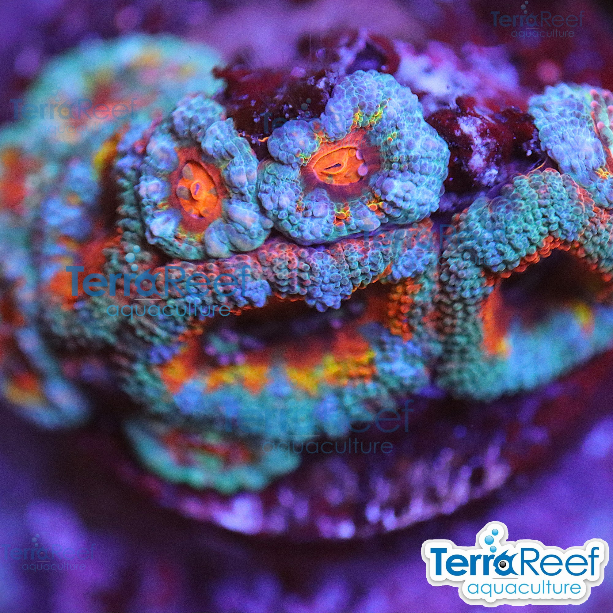 Rainbow Red Micromussa "Acan lord" Frag WYSIWYG Frag 46Moody