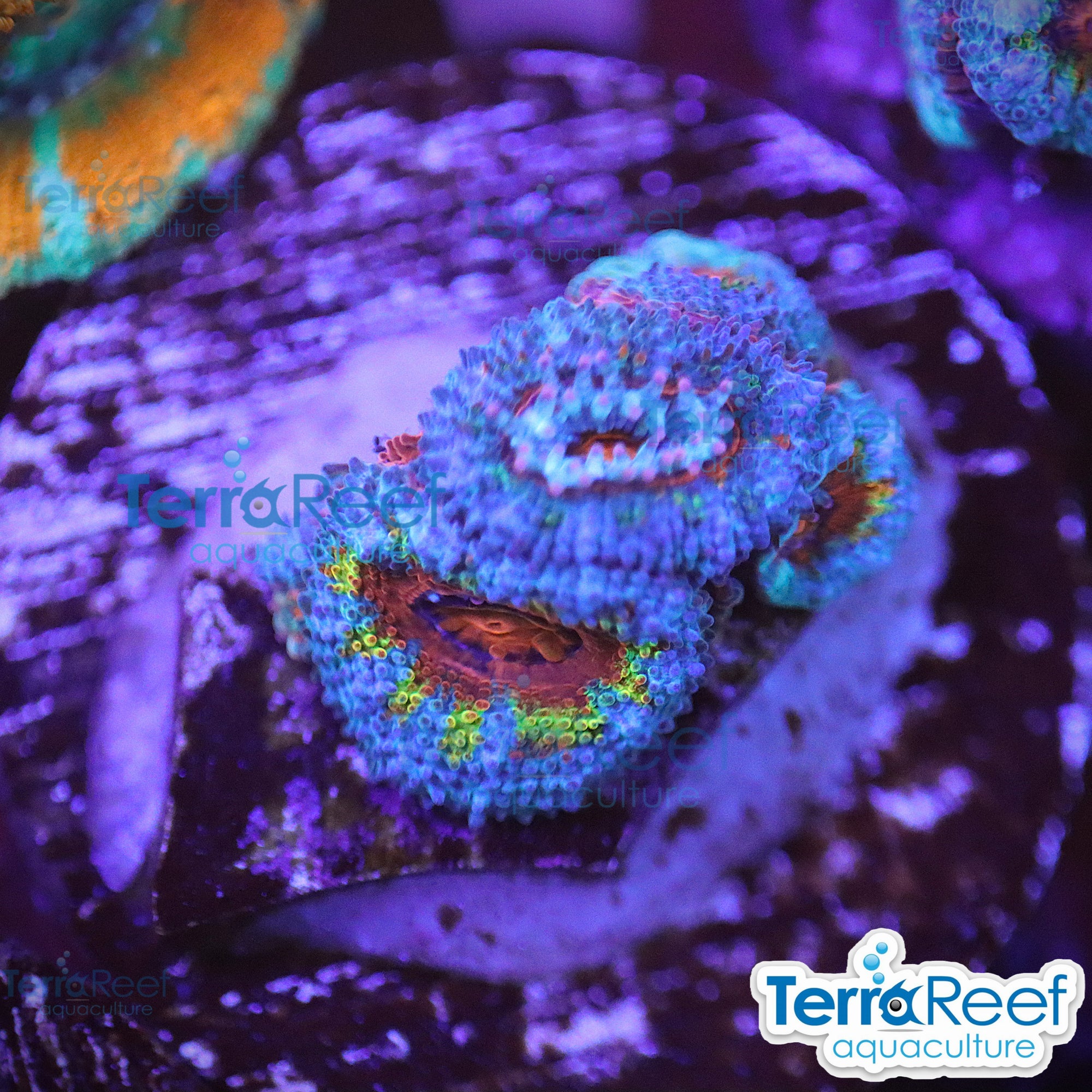 Aquacultured WYSIWYG rainbow red Micromussa acan lord coral frag for reef aquarium