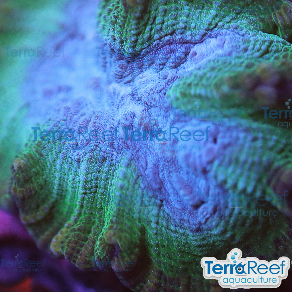 Green and Teal Oulophyllia bennettae coral Stock