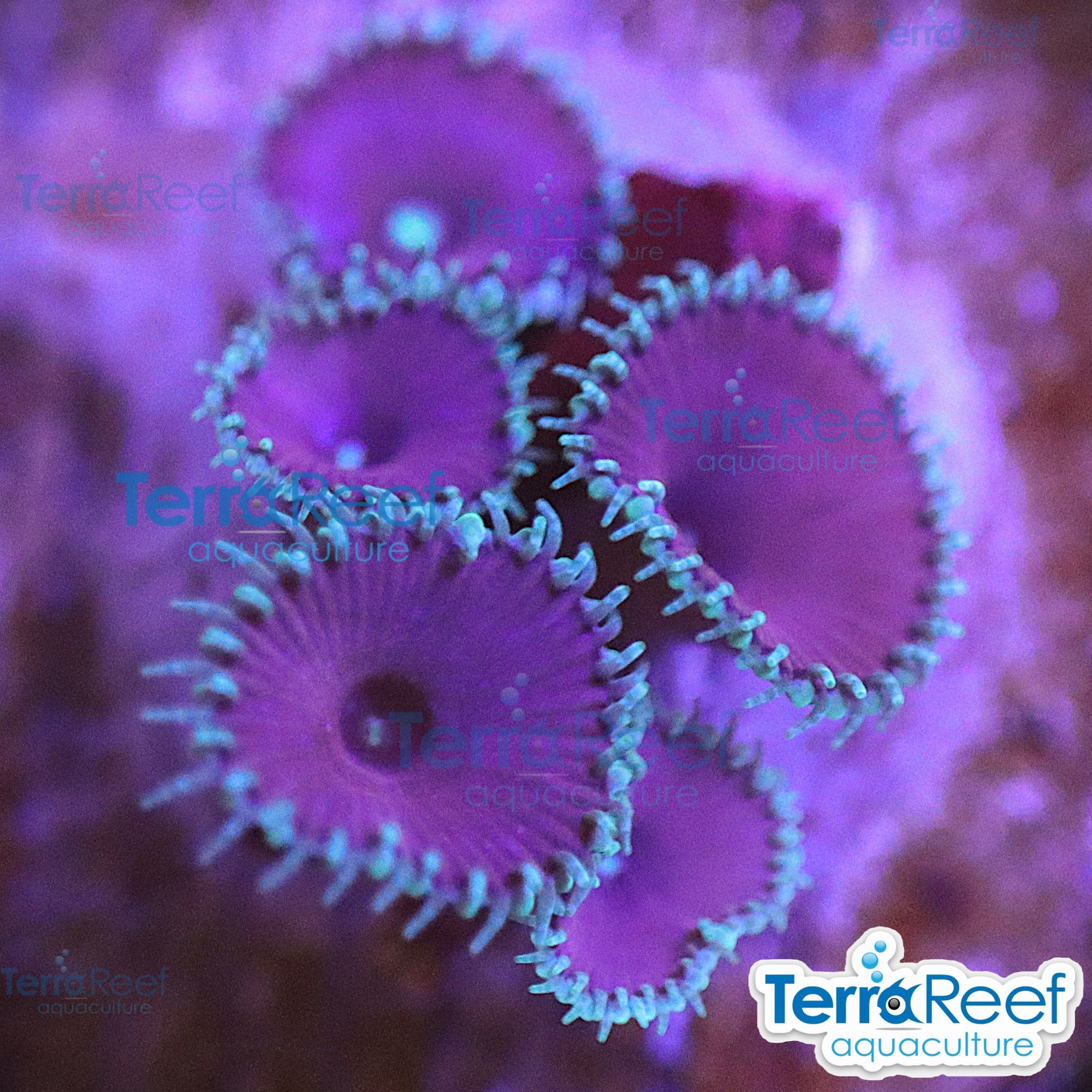 Purple Death Paly aquacultured WYSIWYG coral frag for reef aquarium