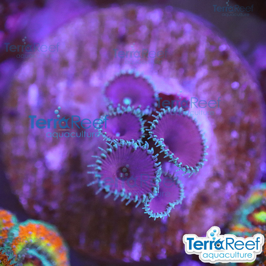 Purple Death Paly WYSIWYG Frag 35Left