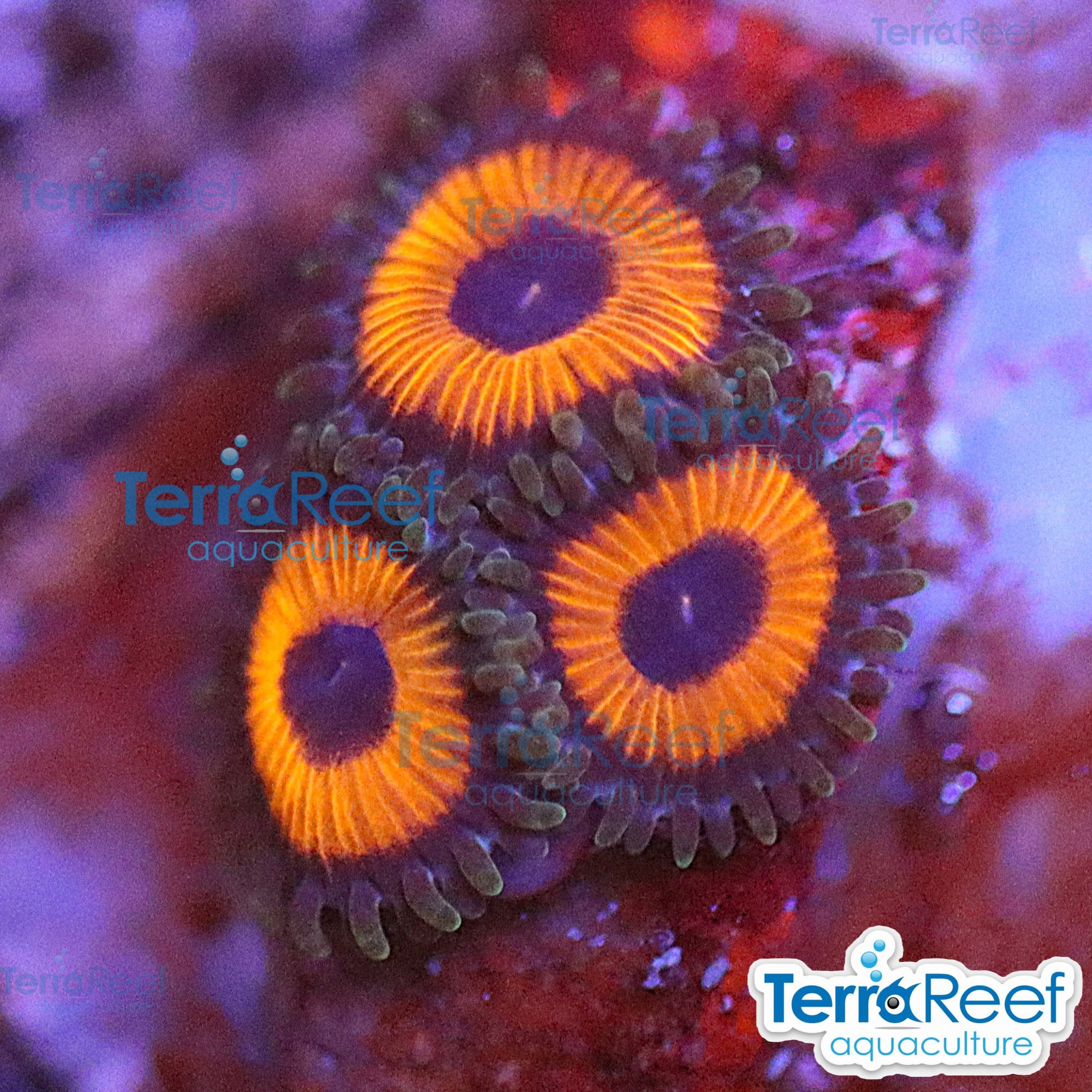 Red Zoanthids aquacultured WYSIWYG coral frag for reef aquarium