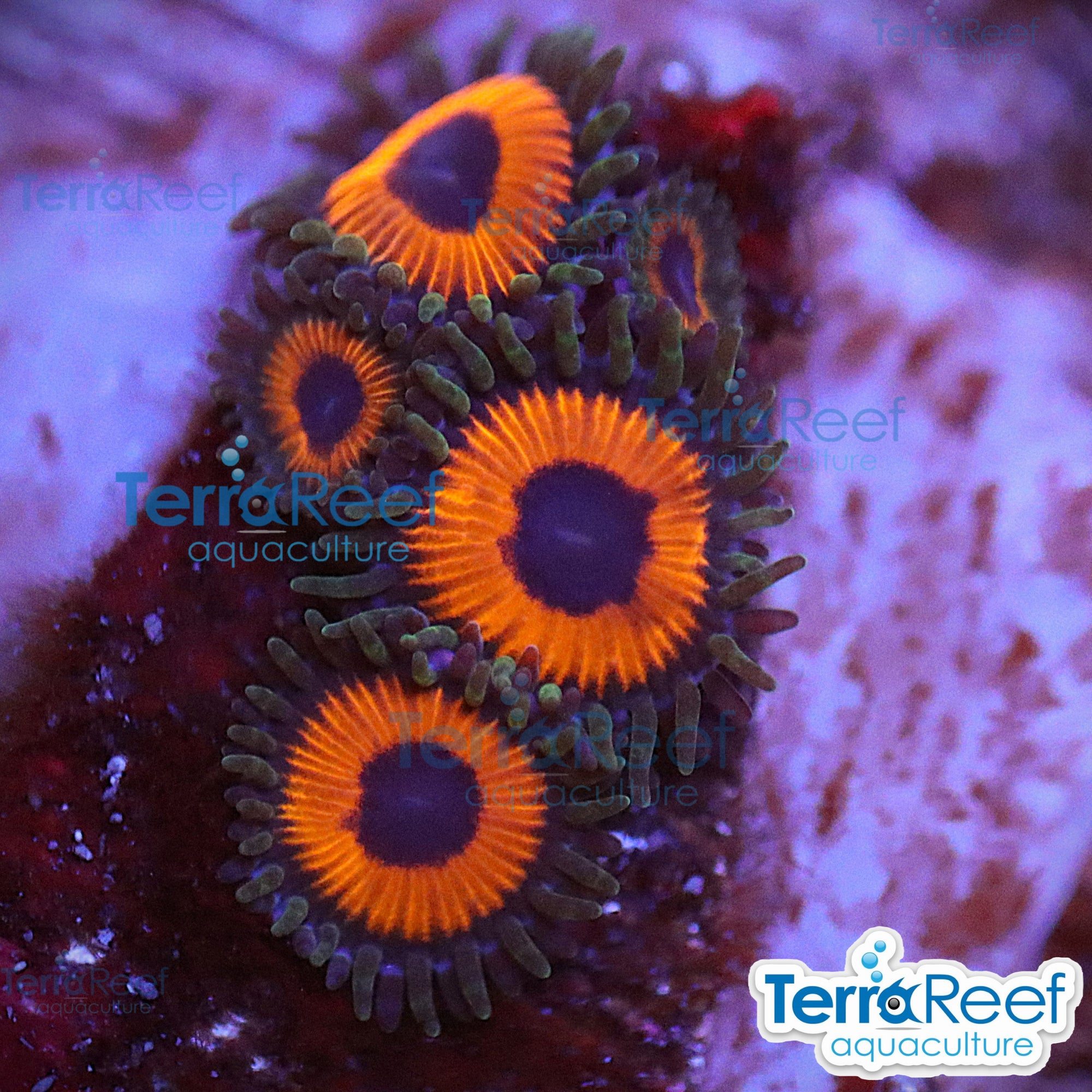 Red Zoanthids aquacultured WYSIWYG coral frag for reef aquarium