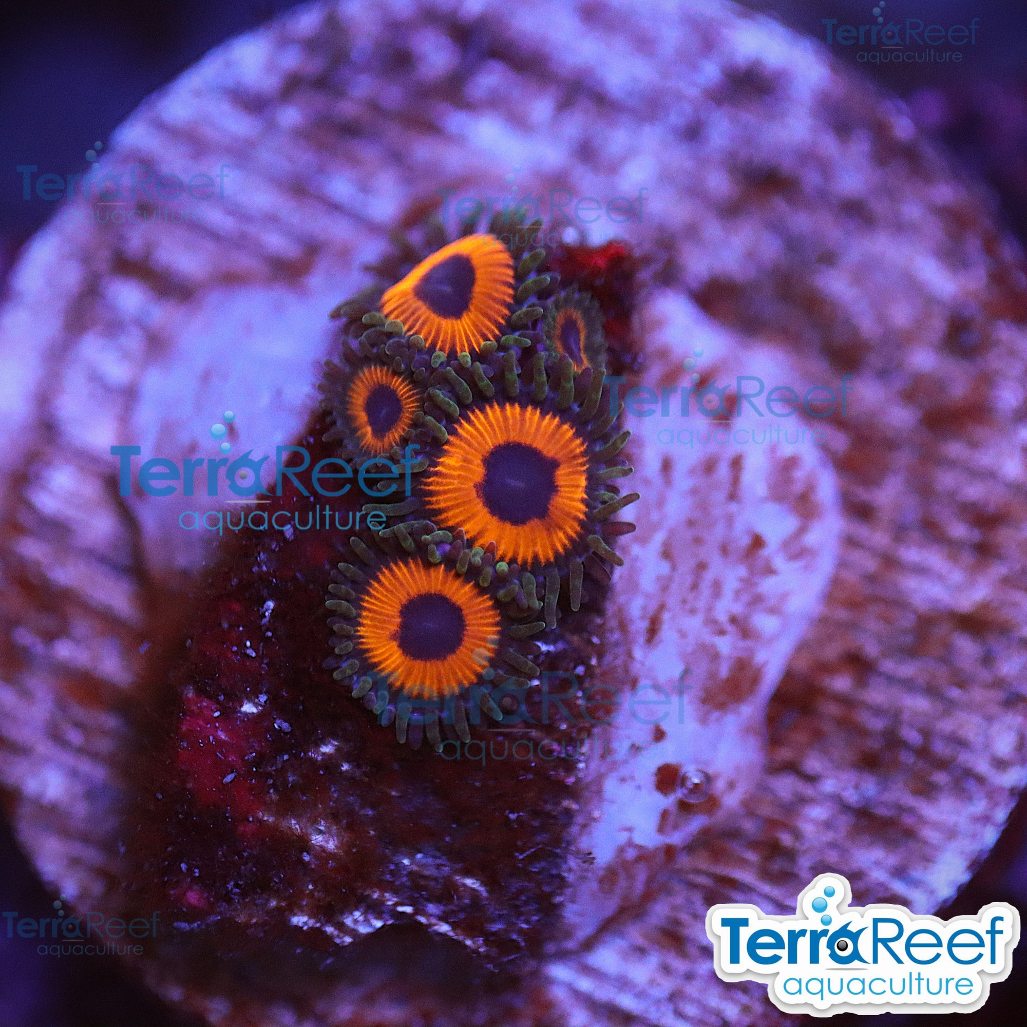 Red Zoanthids Coral WYSIWYG Frag 38Left