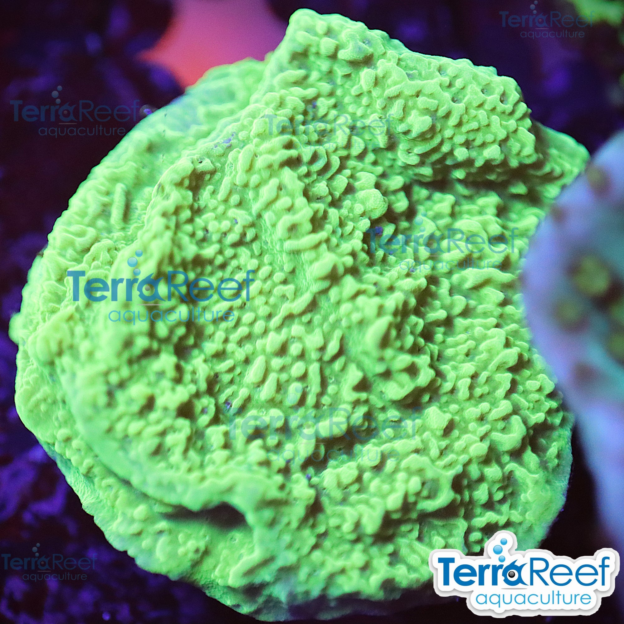 Green Montipora capricornis WYSIWYG Frag 36