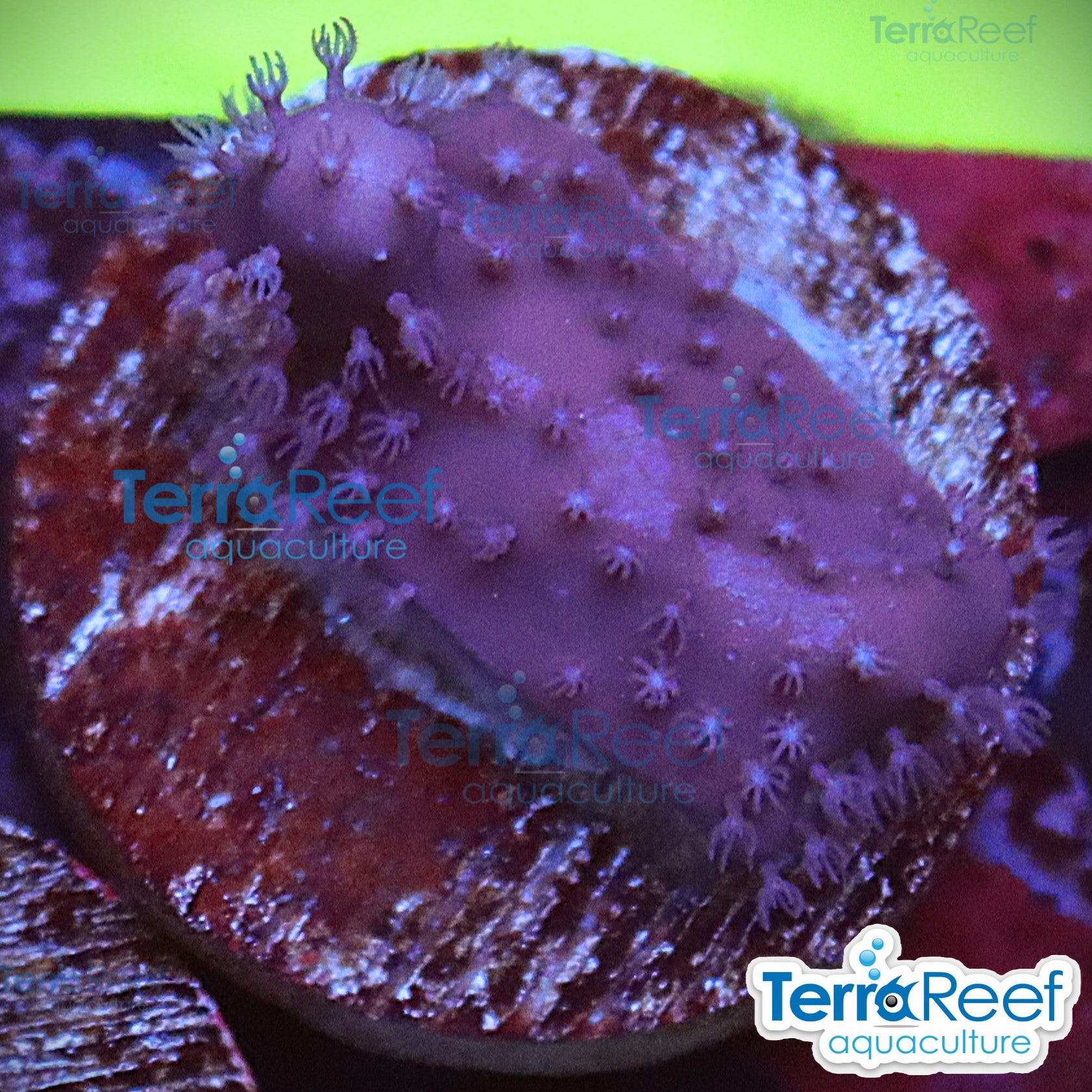 Blue Ridge aquacultured WYSIWYG coral frag for reef aquarium