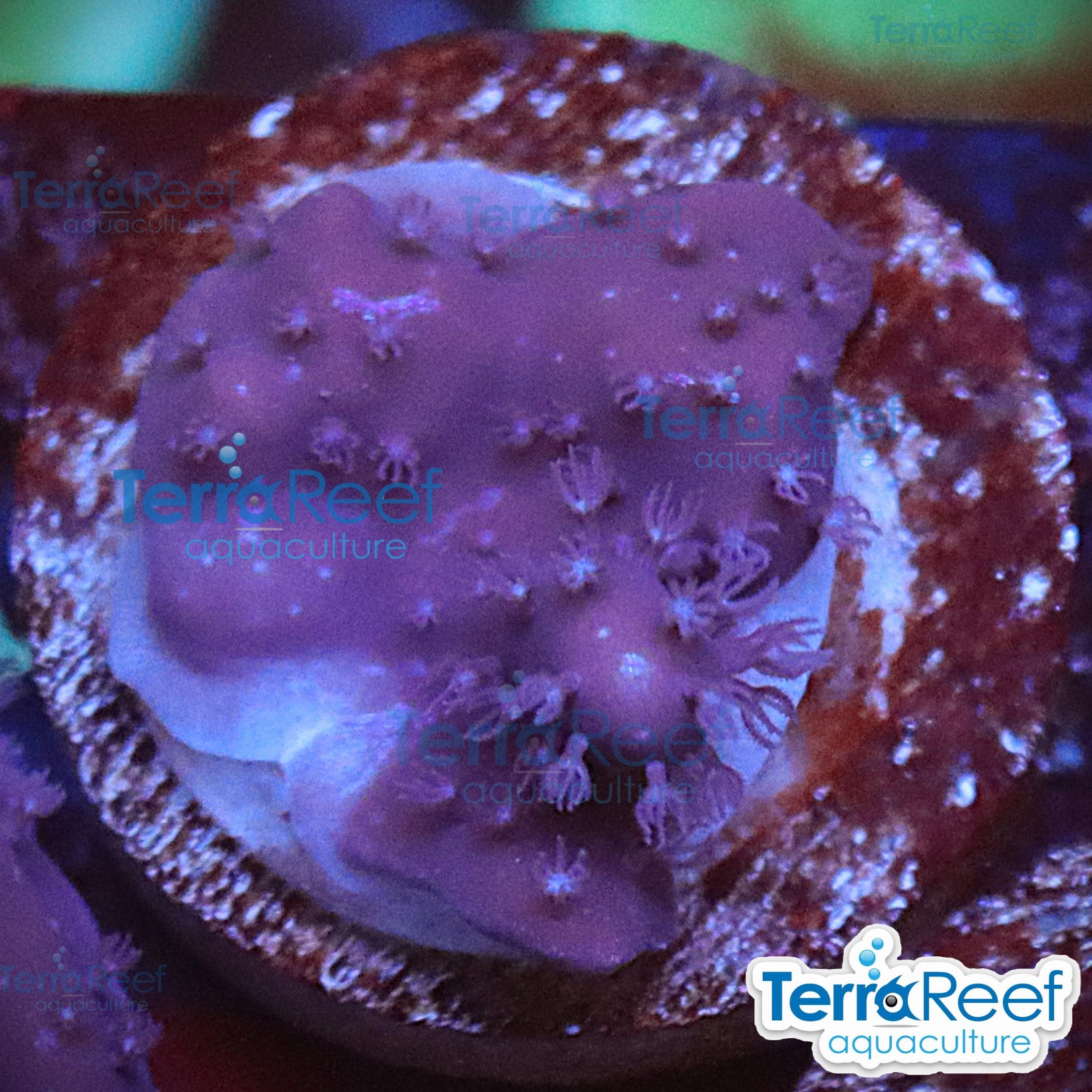 Blue Ridge aquacultured WYSIWYG coral frag for reef aquarium