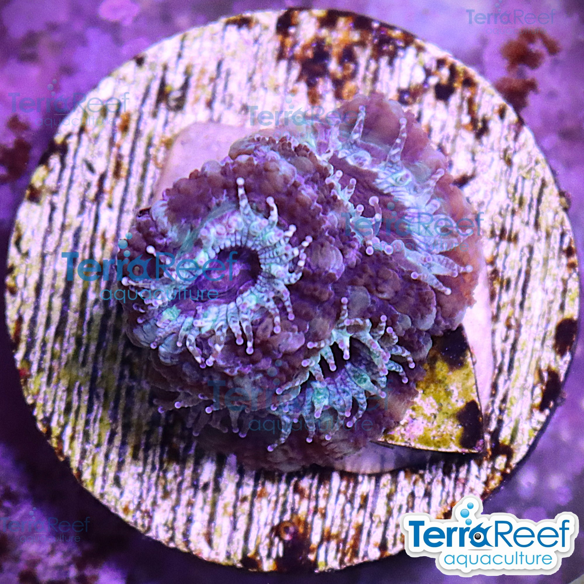 Teal Micromussa Acan Lord aquacultured WYSIWYG coral frag for reef tank