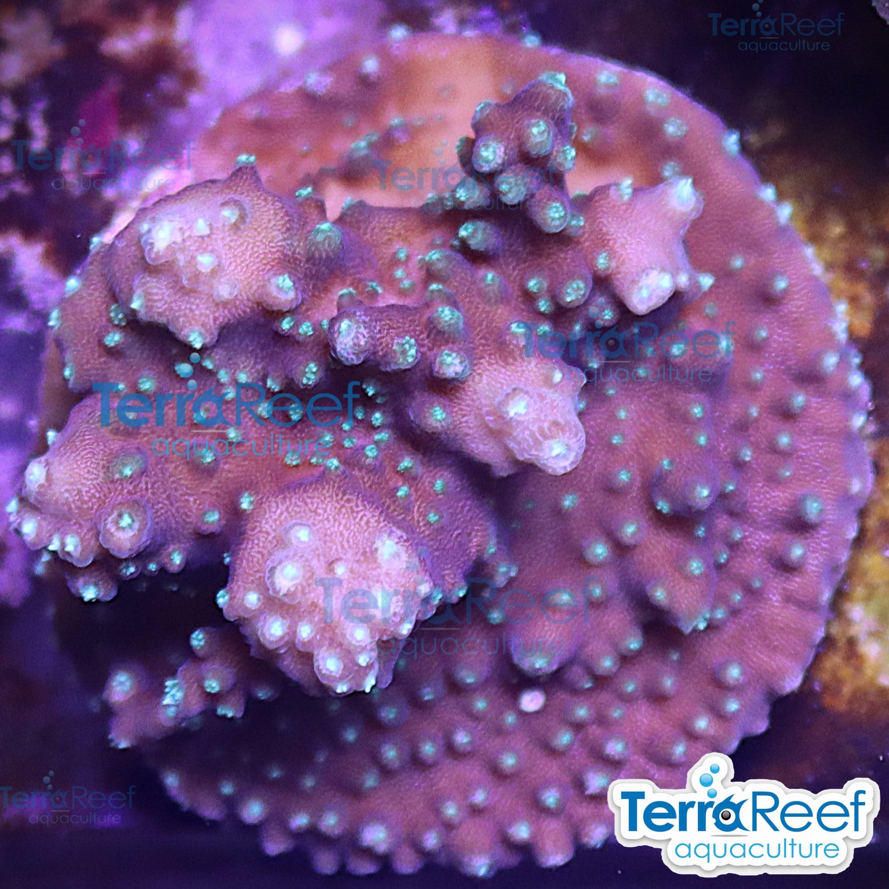 TerraReef Weedy Acropora WYSIWYG Frag 11