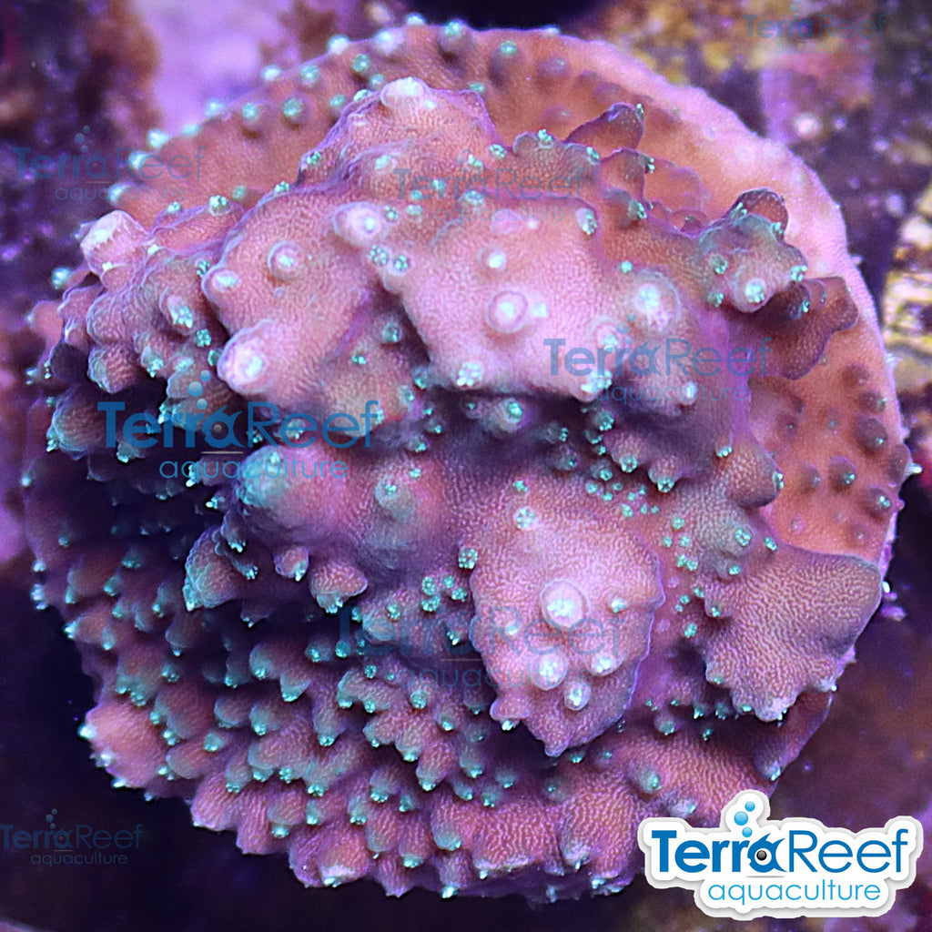 TerraReef Weedy Acropora WYSIWYG Frag 10Right