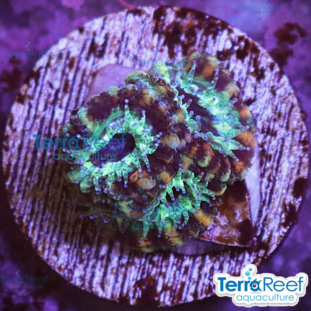Teal Micromussa "Acan lord" WYSIWYG Frag 29