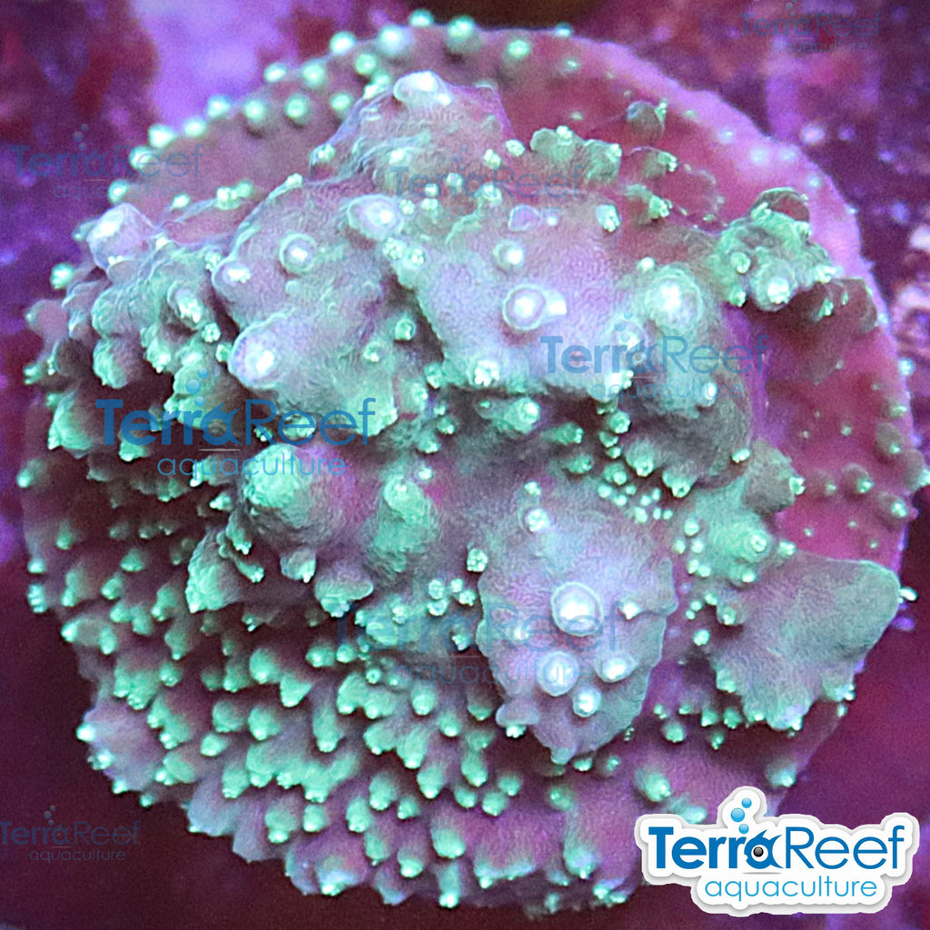 TerraReef Weedy Acropora WYSIWYG Frag 10Right