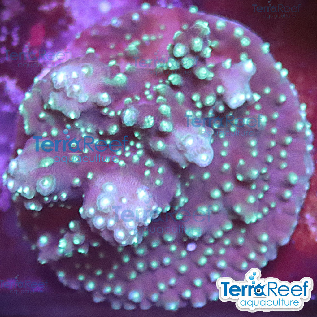 TerraReef Weedy Acropora WYSIWYG Frag 11