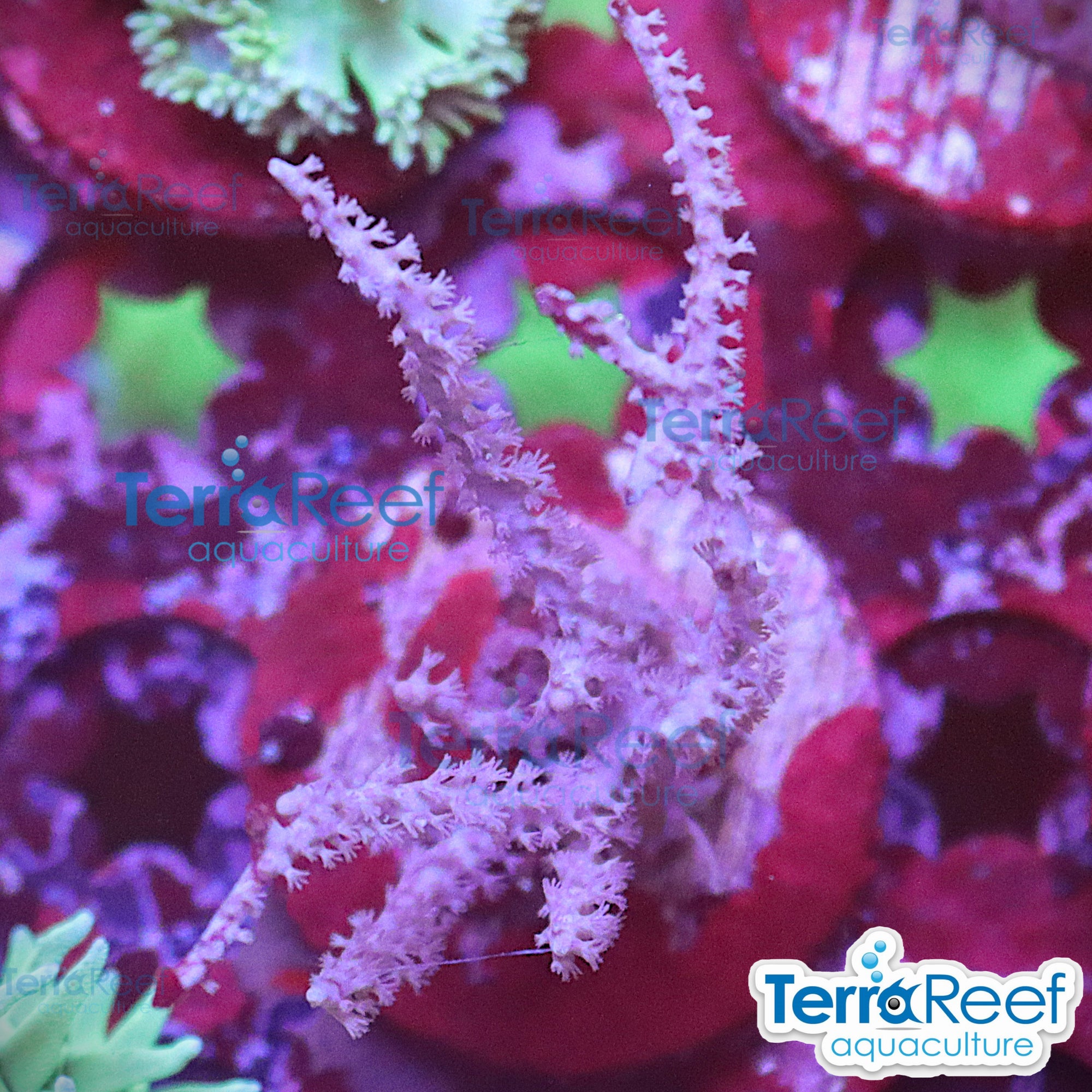Grube’s Gorgonian Pinnigorgia flava Aquacultured coral Frag 5West