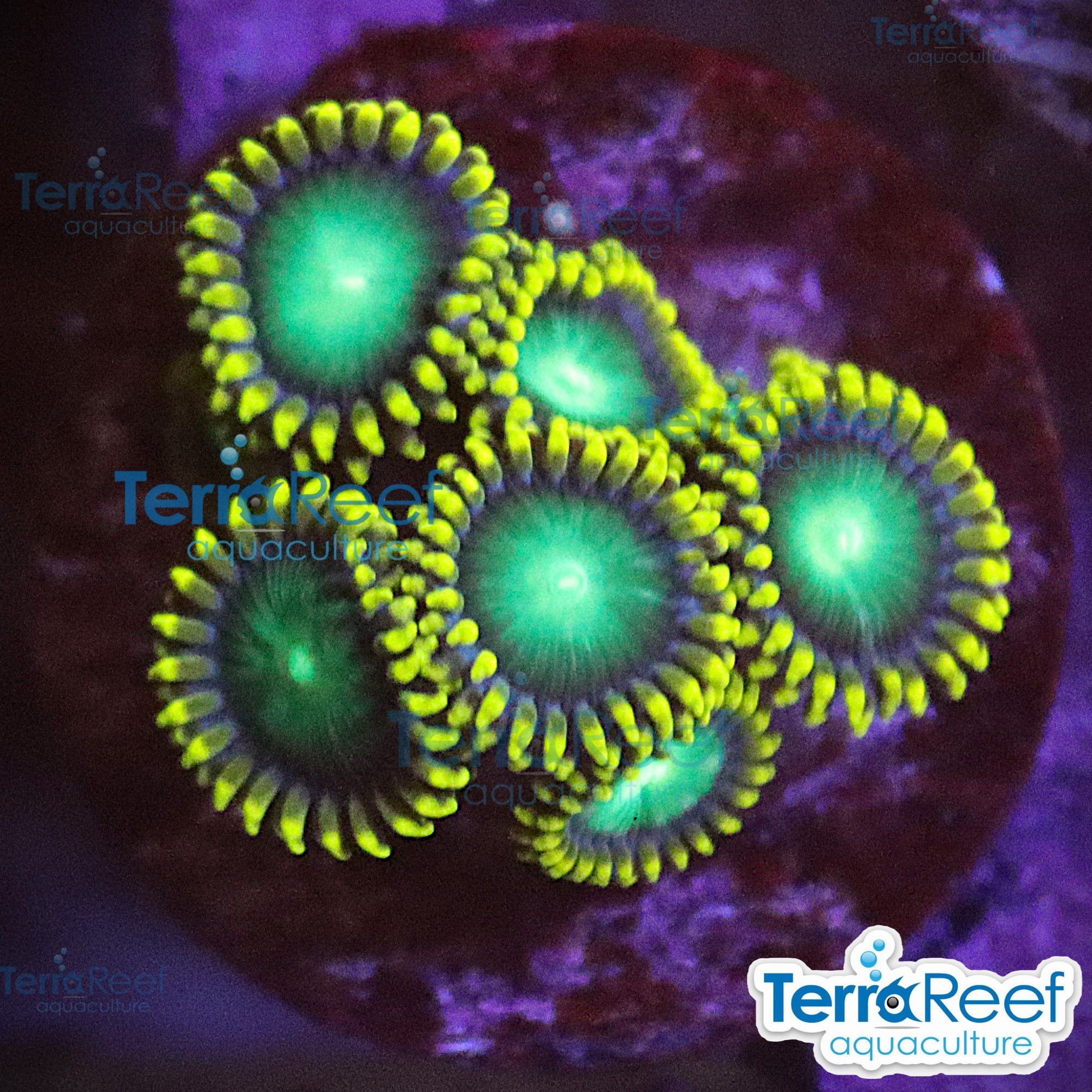Radioactive Dragon Eyes Zoanthids WYSIWYG Frag 47BottomLeft Left