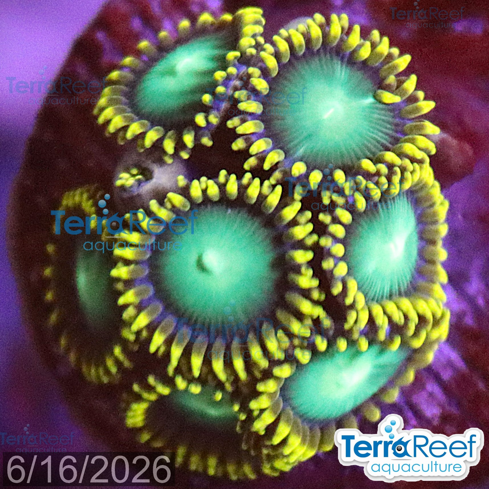 Radioactive Dragon Eyes Zoanthids WYSIWYG Frag 46Top Left