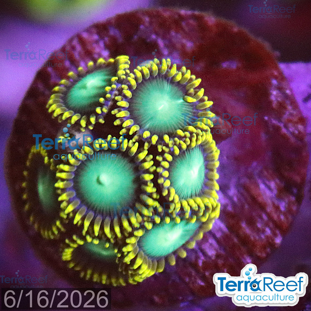 Radioactive Dragon Eyes Zoanthids WYSIWYG Frag 46Top Left