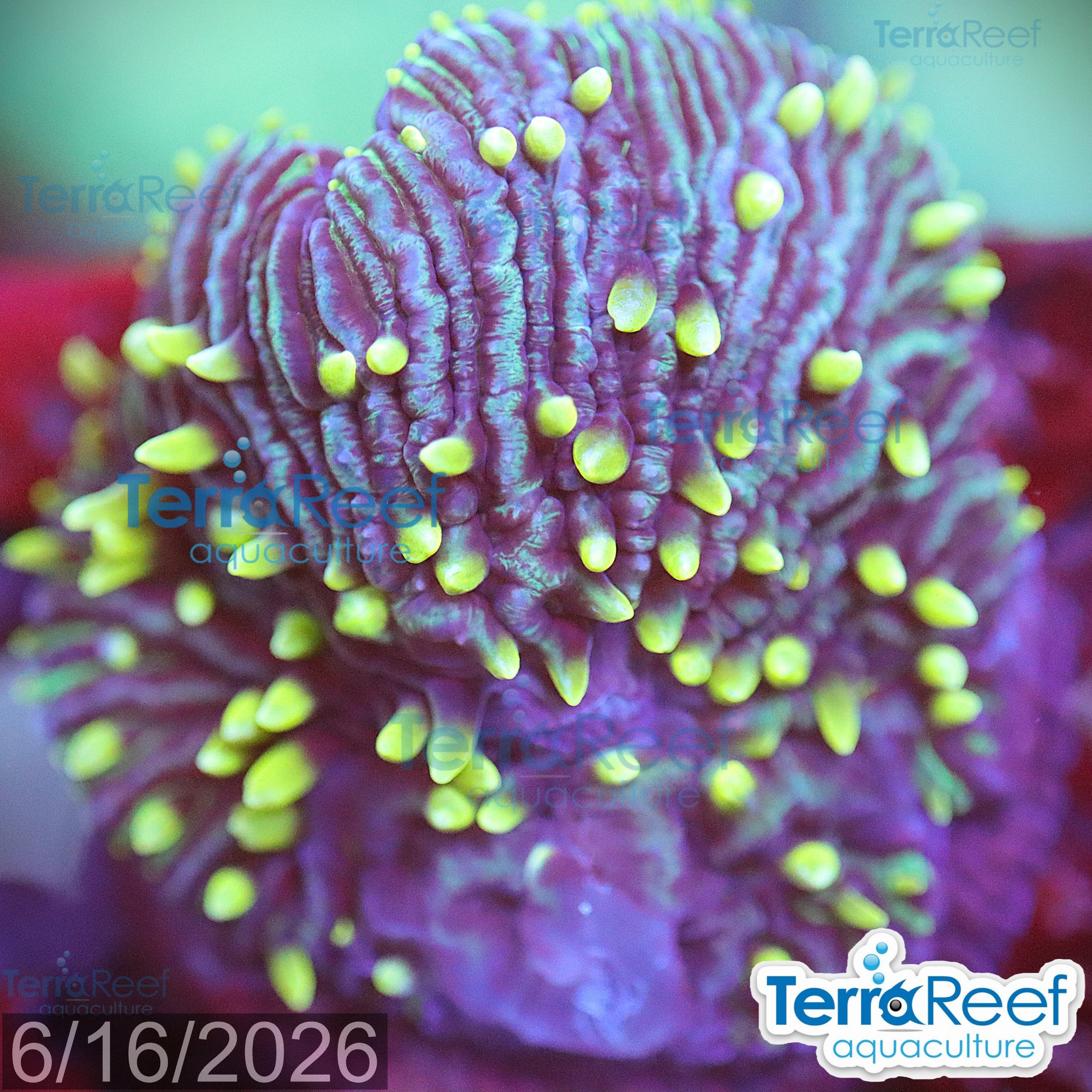 ReefGen Project X Fungid Fungia Plate WYSIWYG Frag 16Left